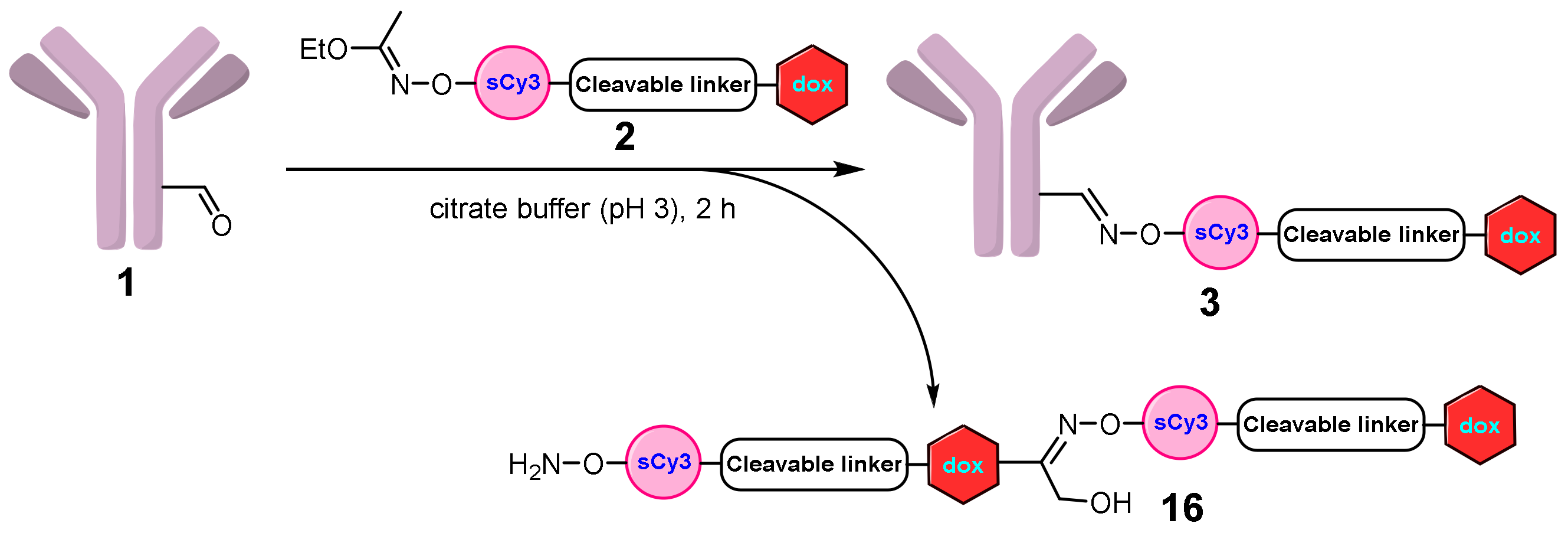 Ijms 24 05134 sch003 Ijms 24 05134 sch003