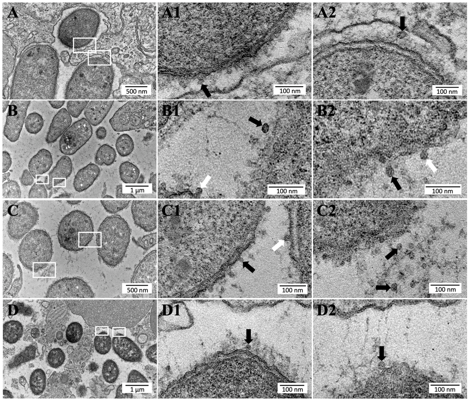 Ijms 24 05138 g004 Ijms 24 05138 g004