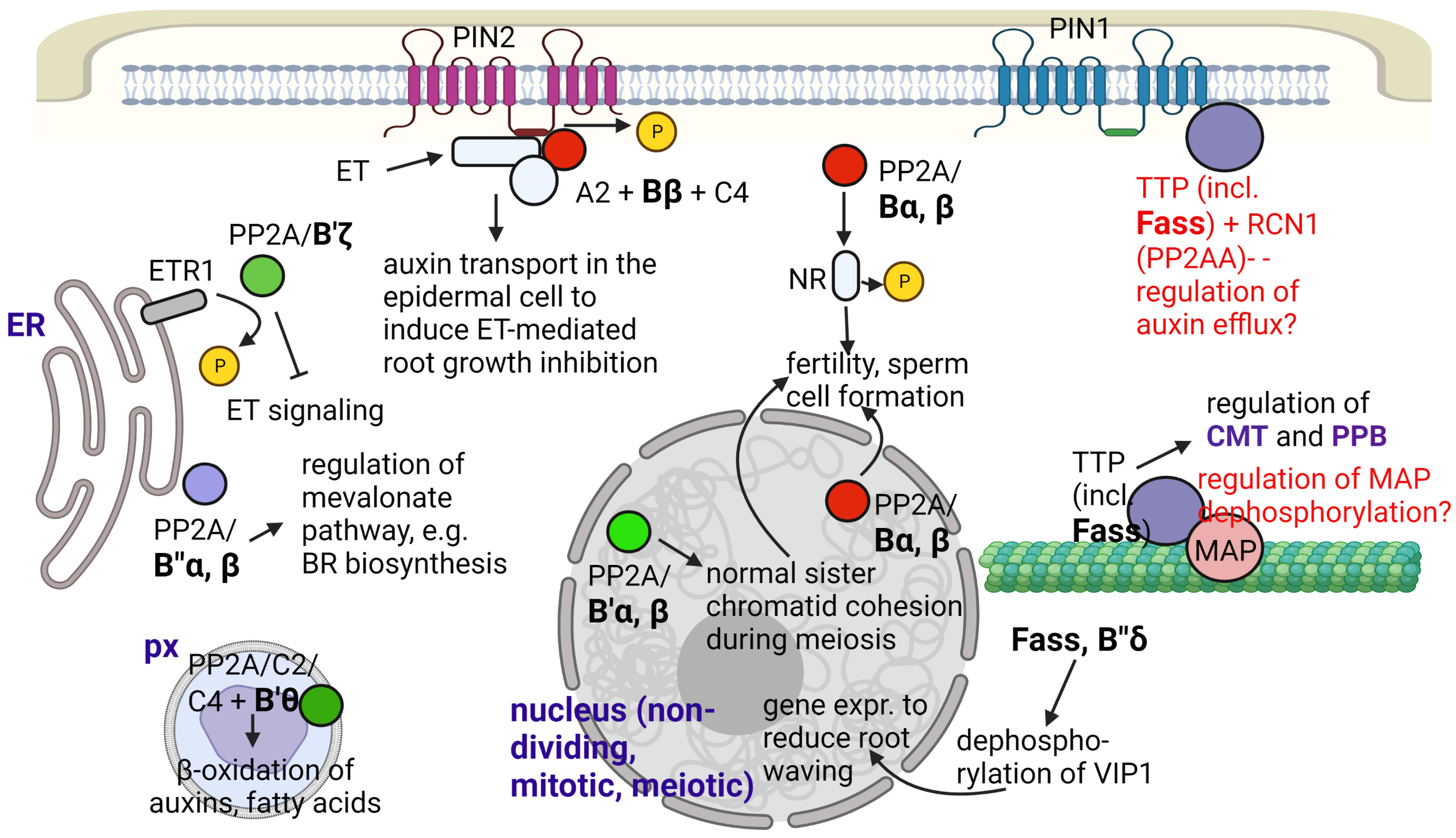 Ijms 24 05147 g001 Ijms 24 05147 g001