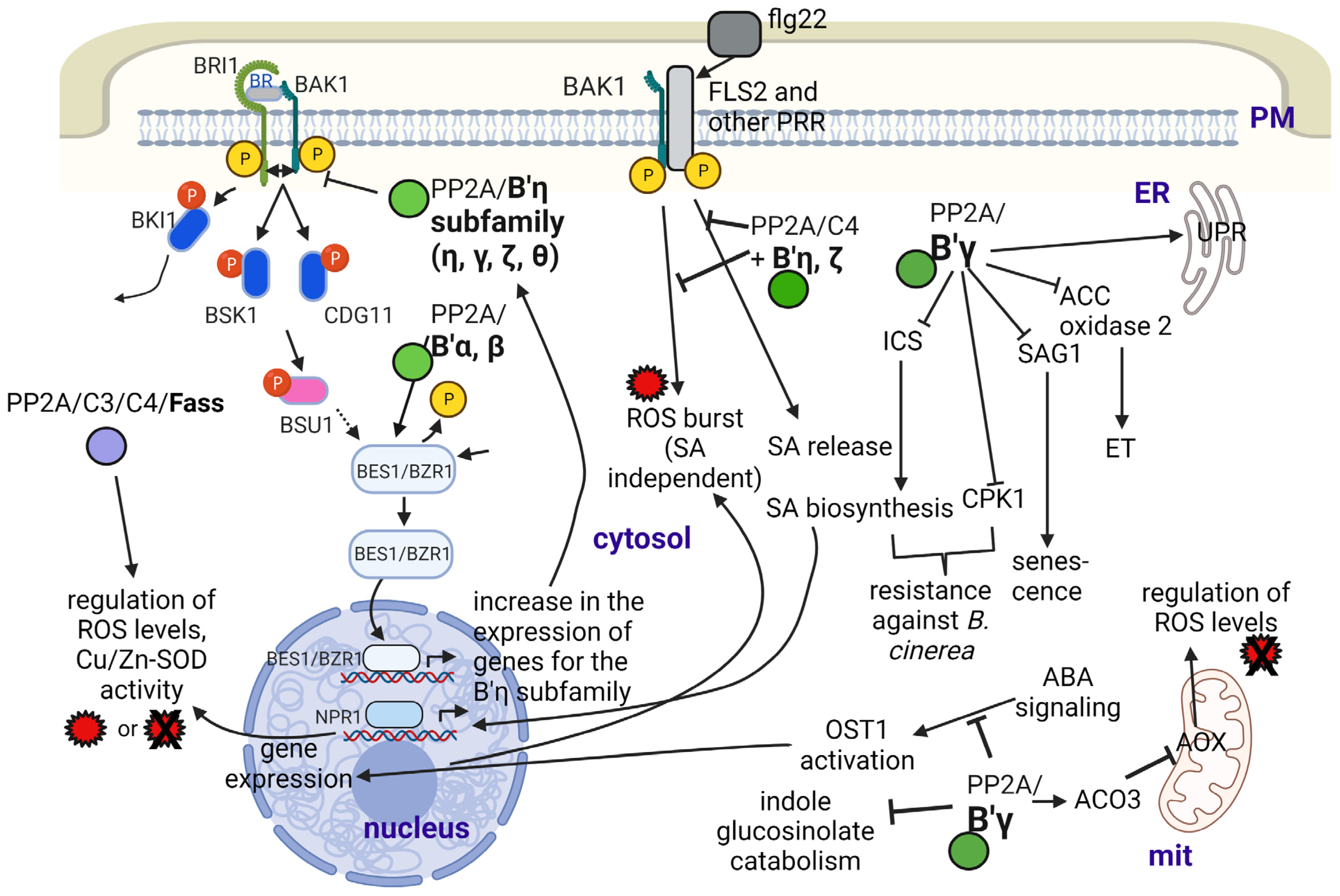 Ijms 24 05147 g002 Ijms 24 05147 g002