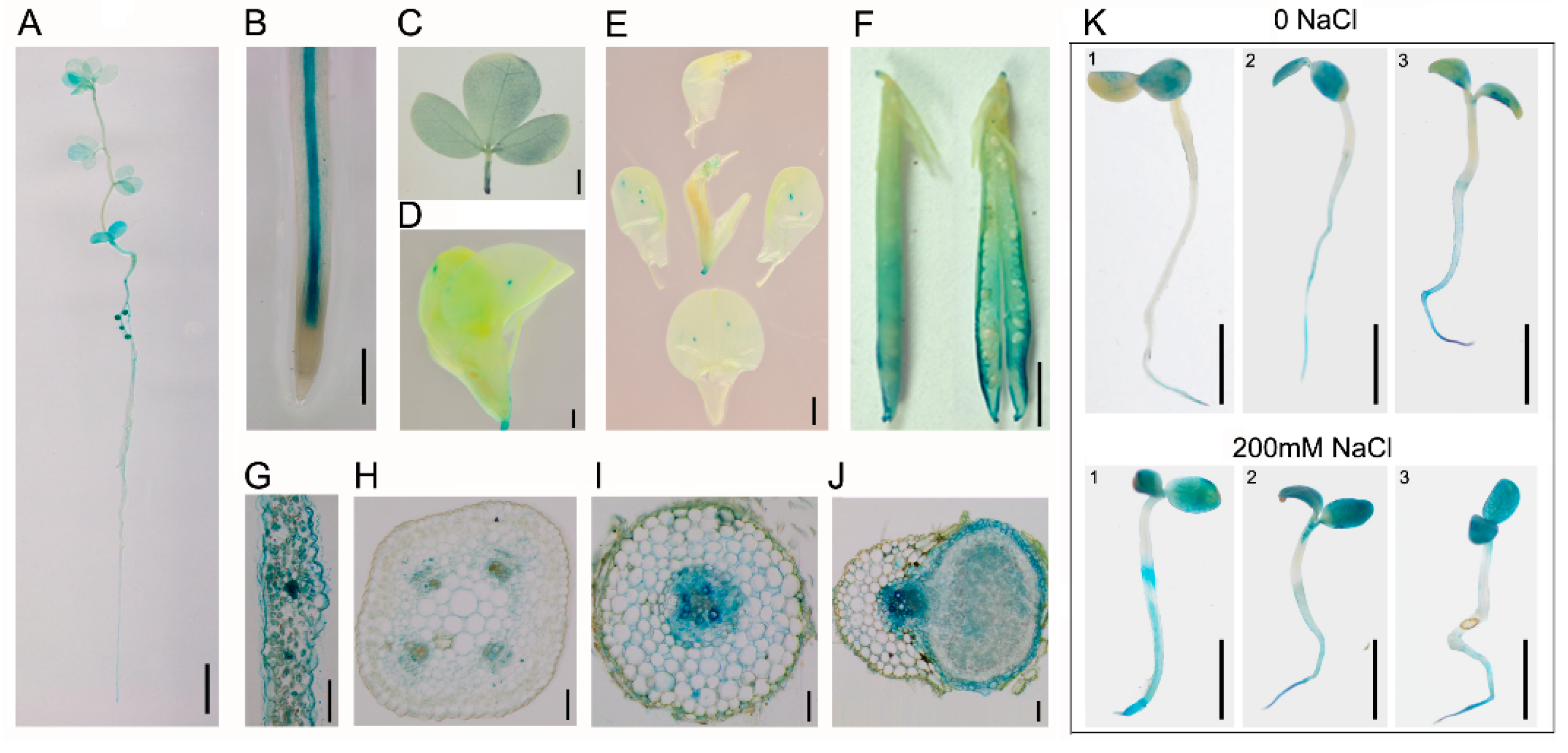 Ijms 24 05149 g001 Ijms 24 05149 g001