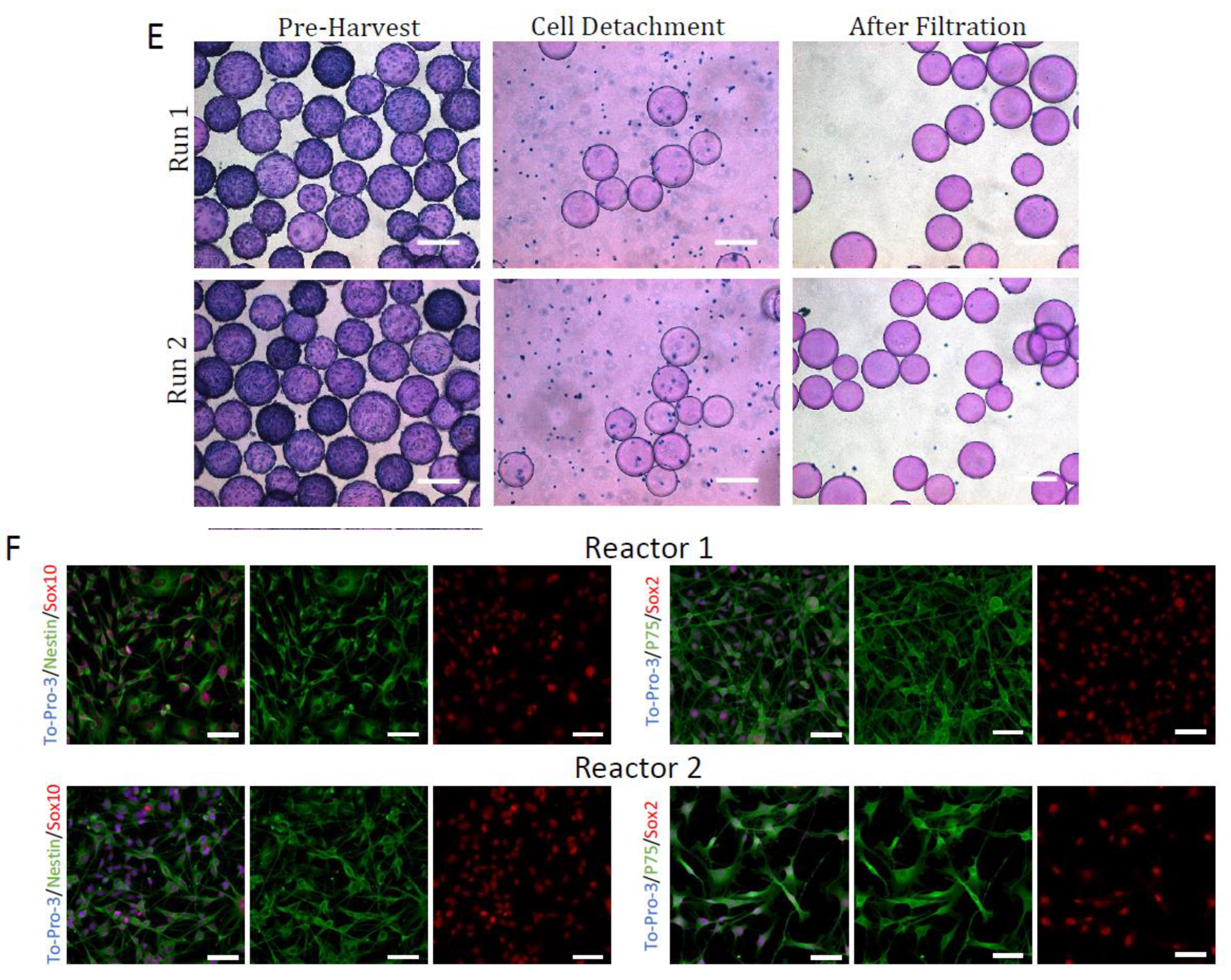 Ijms 24 05152 g005b Ijms 24 05152 g005b