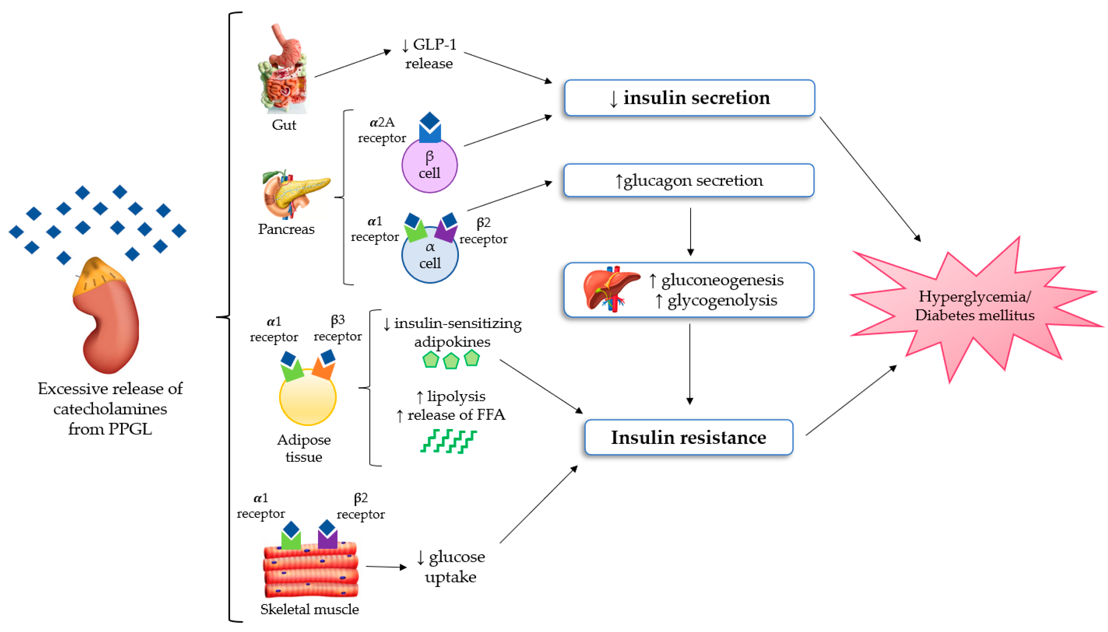 View of Surgical and Pharmacological Management of Functioning  Pheochromocytoma and Paraganglioma