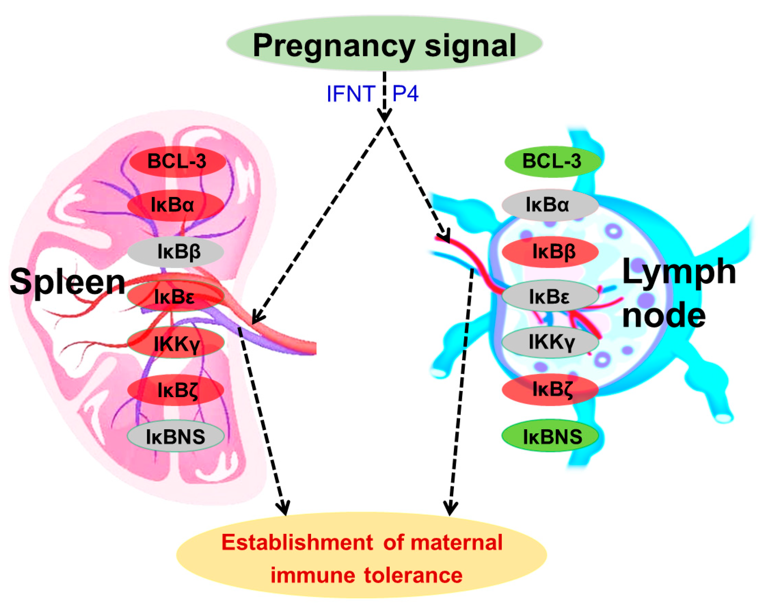 IJMS Free FullText Early Pregnancy Regulates Expression of IkappaB