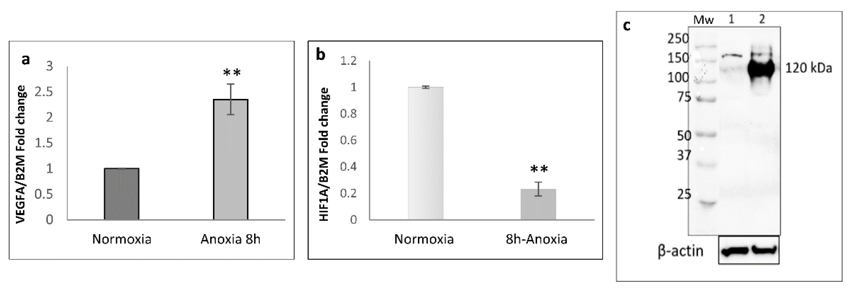 Ijms 24 05157 g002 Ijms 24 05157 g002