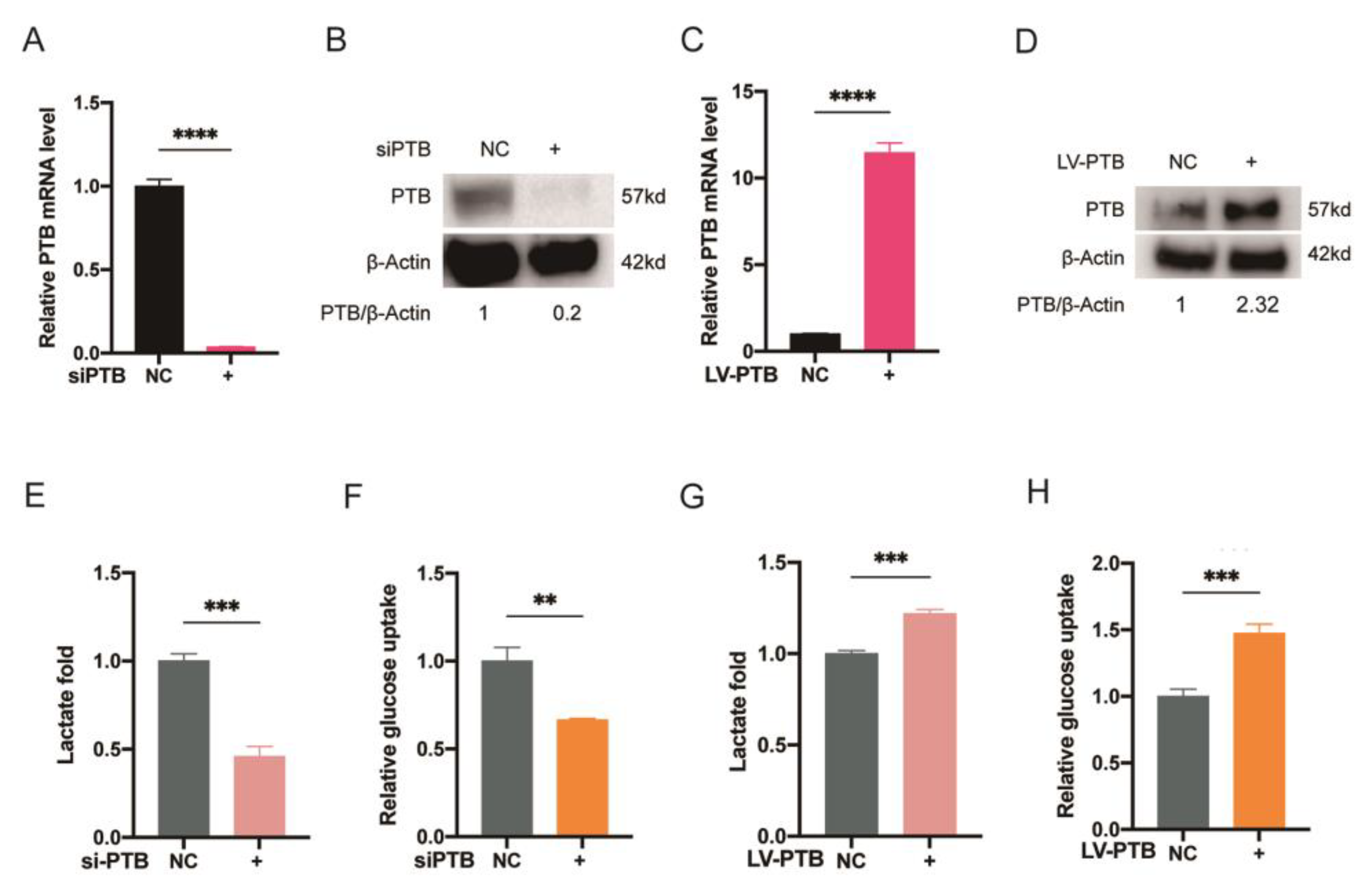 Ijms 24 05162 g002 Ijms 24 05162 g002