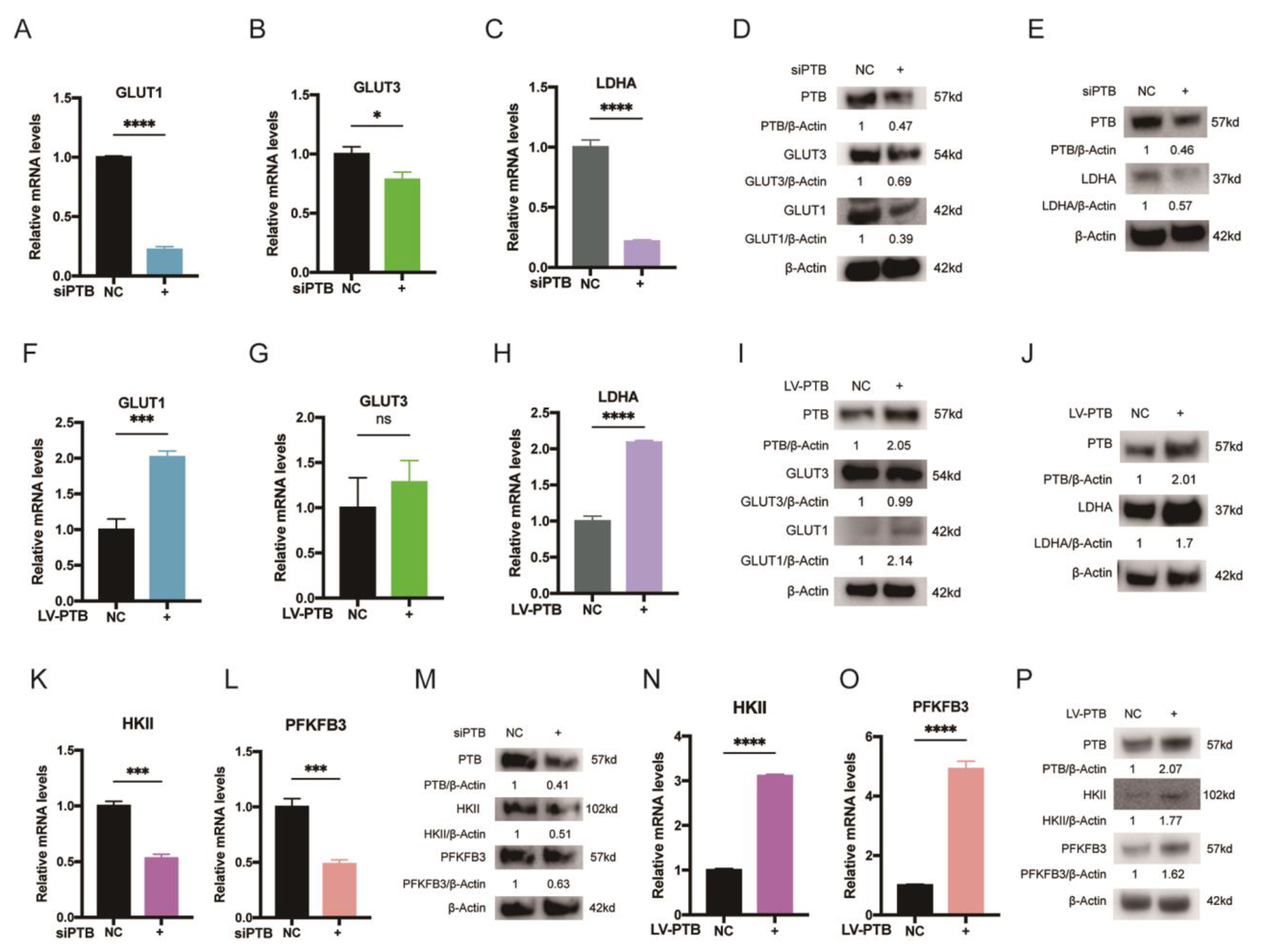 Ijms 24 05162 g003 Ijms 24 05162 g003