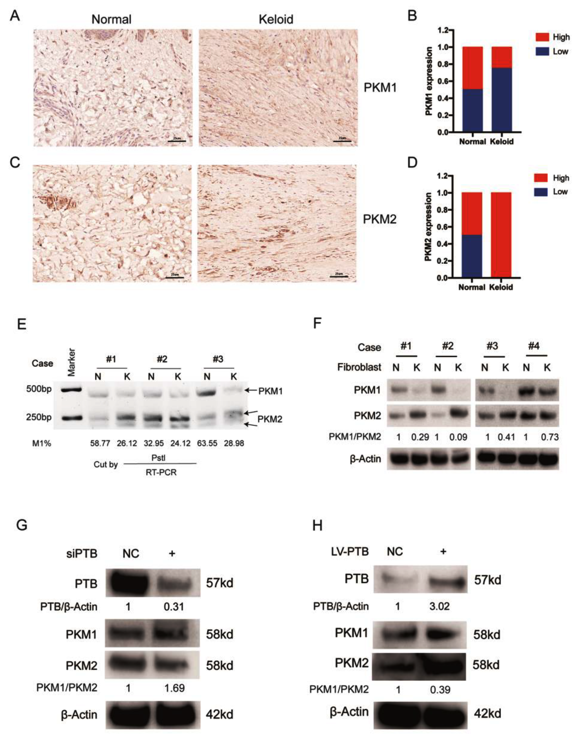 Ijms 24 05162 g004 Ijms 24 05162 g004