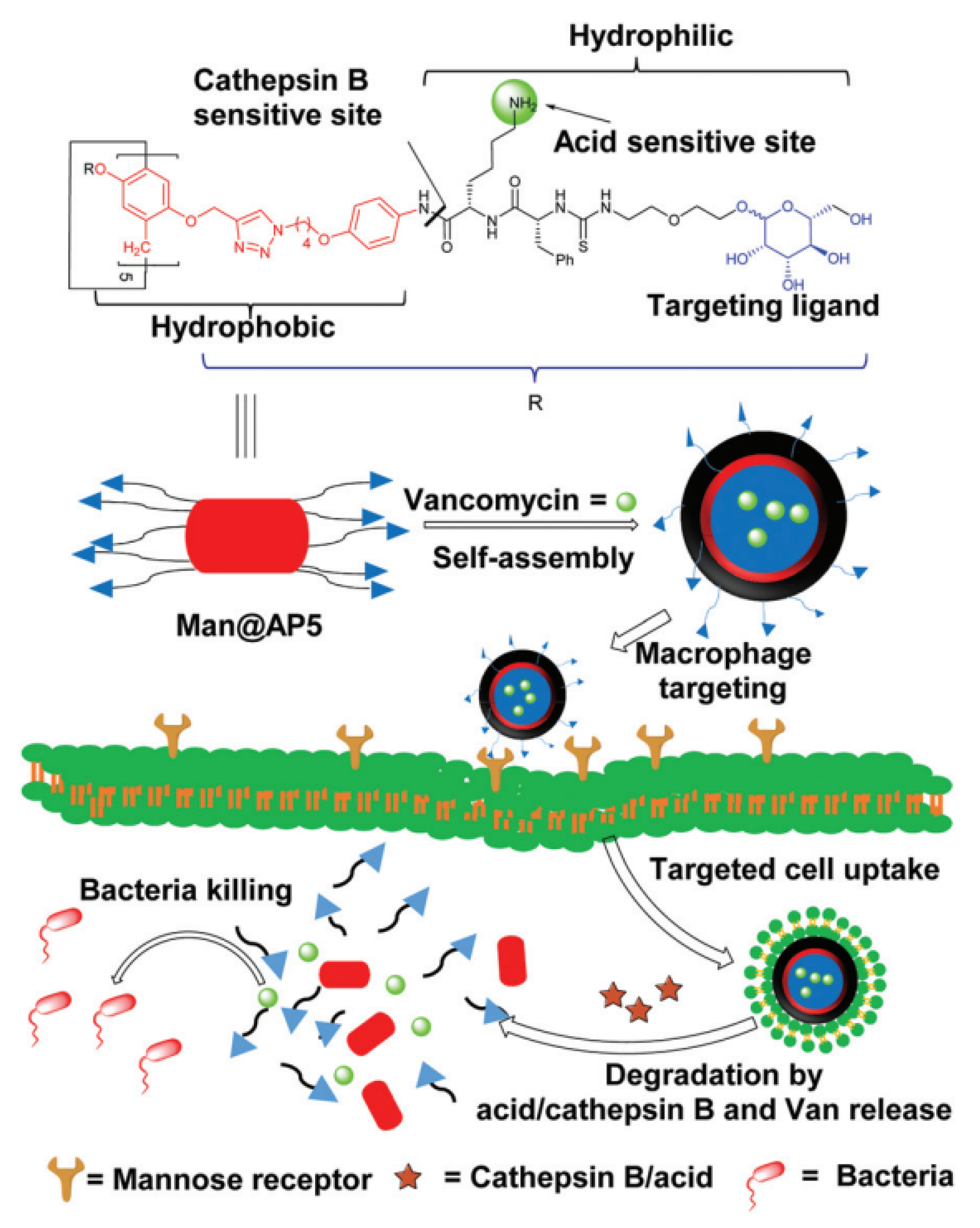 Ijms 24 05167 g004 Ijms 24 05167 g004