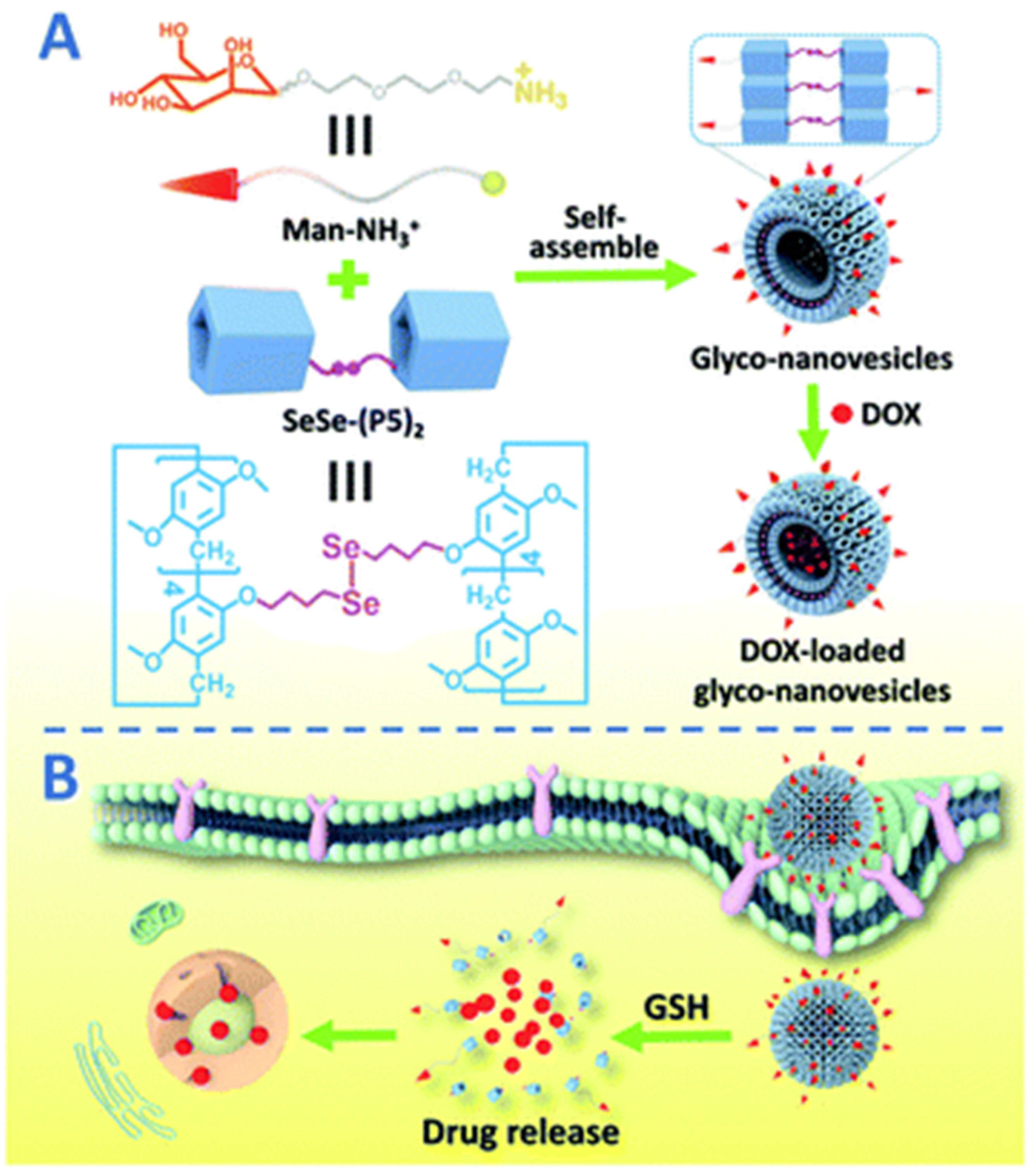 Ijms 24 05167 g005 Ijms 24 05167 g005