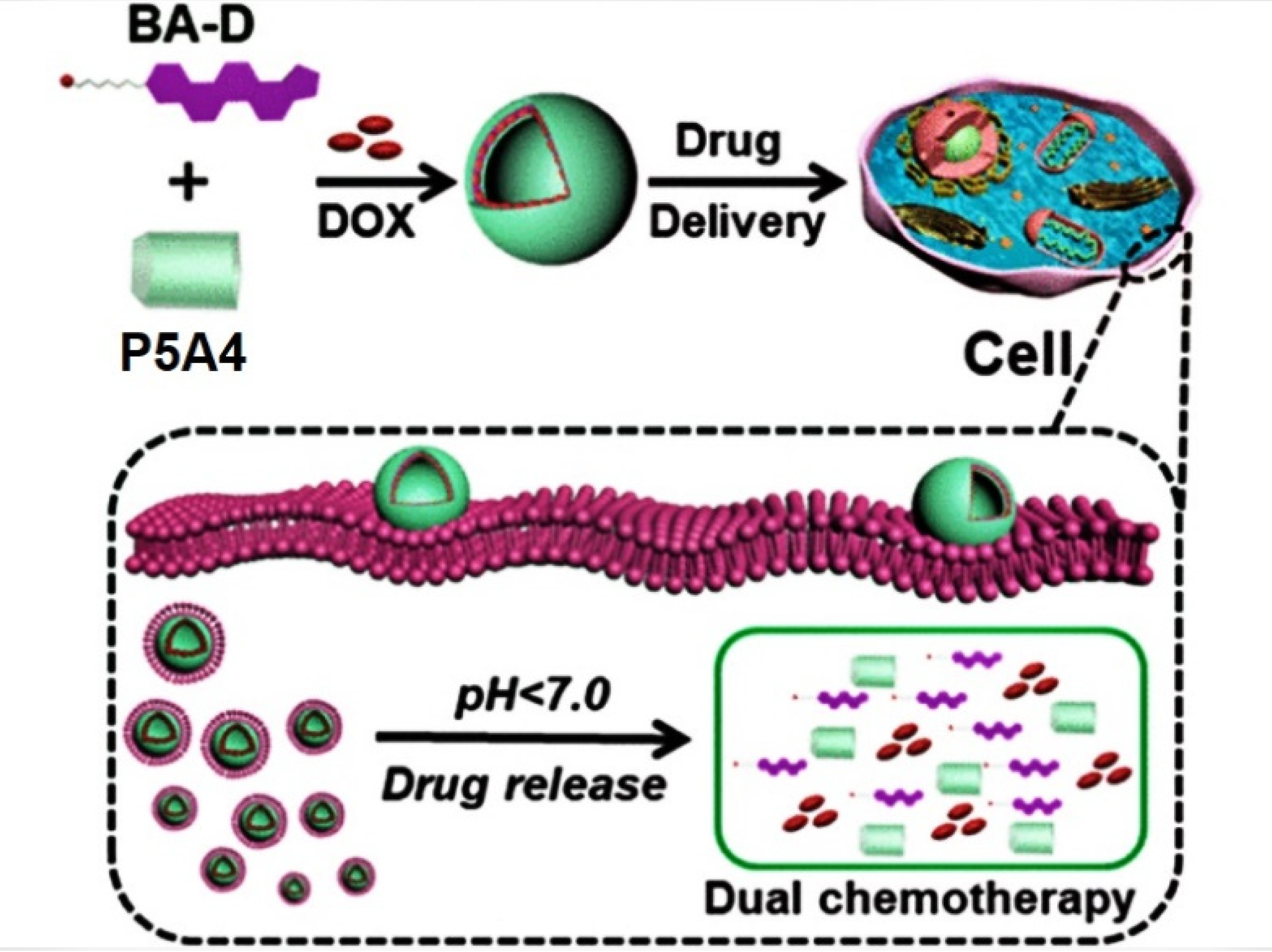 Ijms 24 05167 g014 Ijms 24 05167 g014