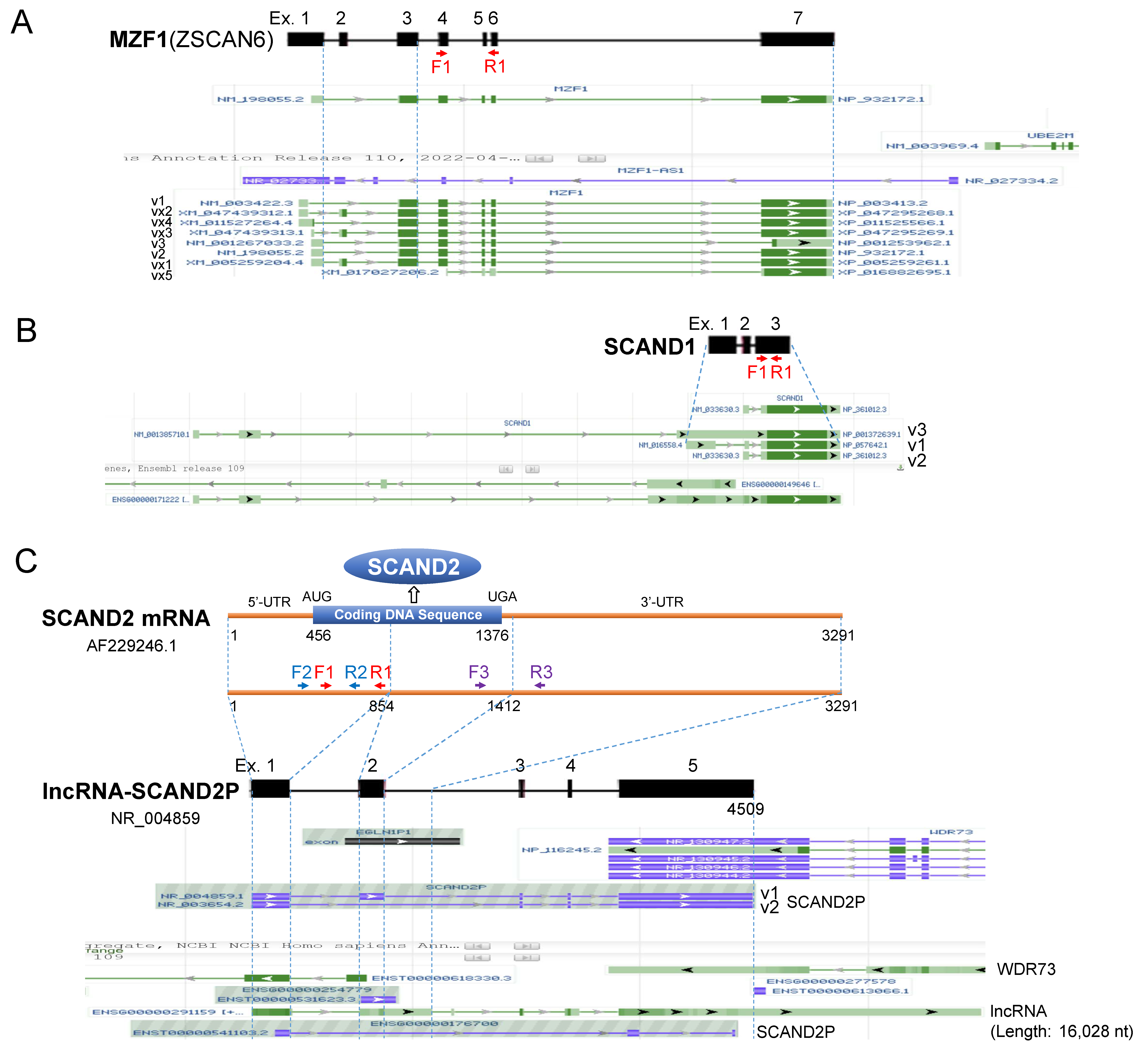 Ijms 24 05168 g002 Ijms 24 05168 g002