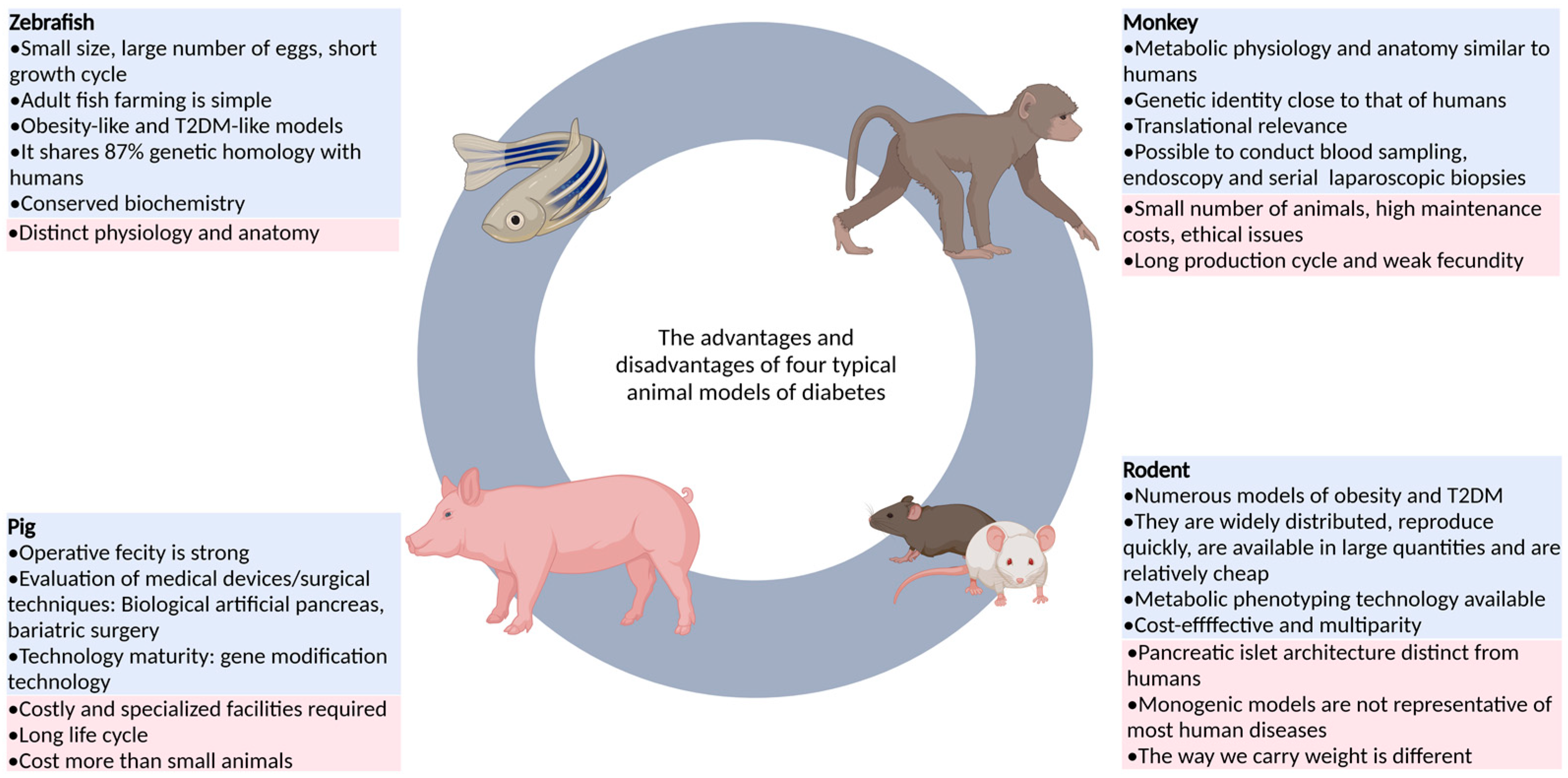 IJMS | Free Full-Text | Research Progress on the Construction and Application of a Diabetic Zebrafish Model IJMS | Free Full-Text | Research Progress on the Construction and Application of a Diabetic Zebrafish Model