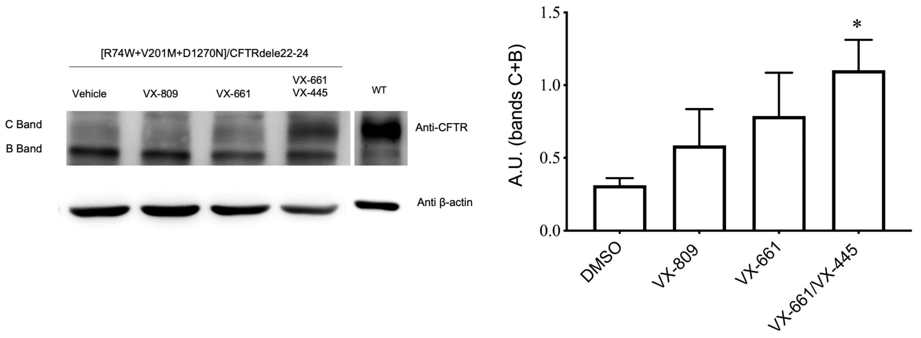 Ijms 24 05199 g005 Ijms 24 05199 g005