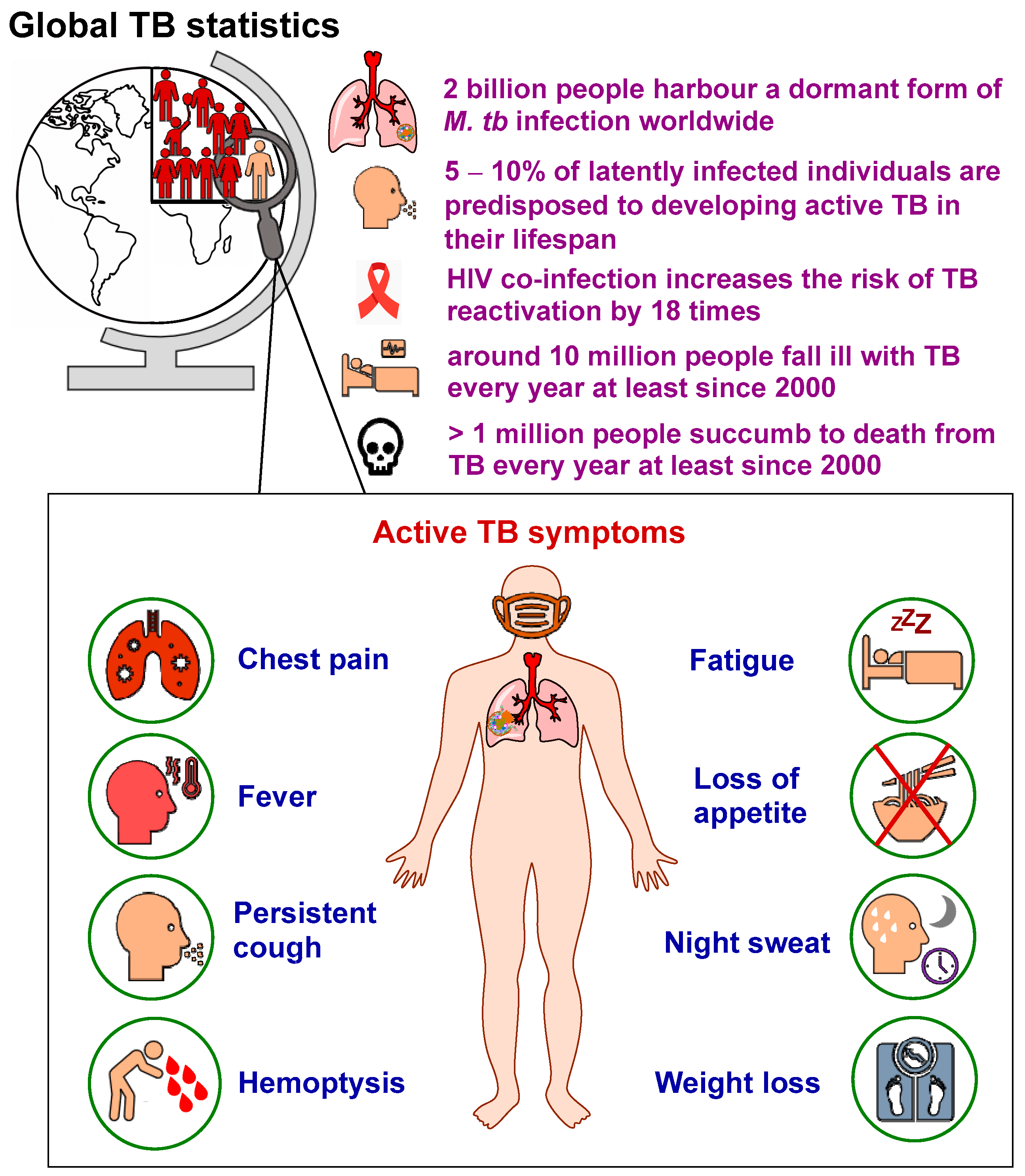 Model for caseum accumulation and granuloma progression.(a)