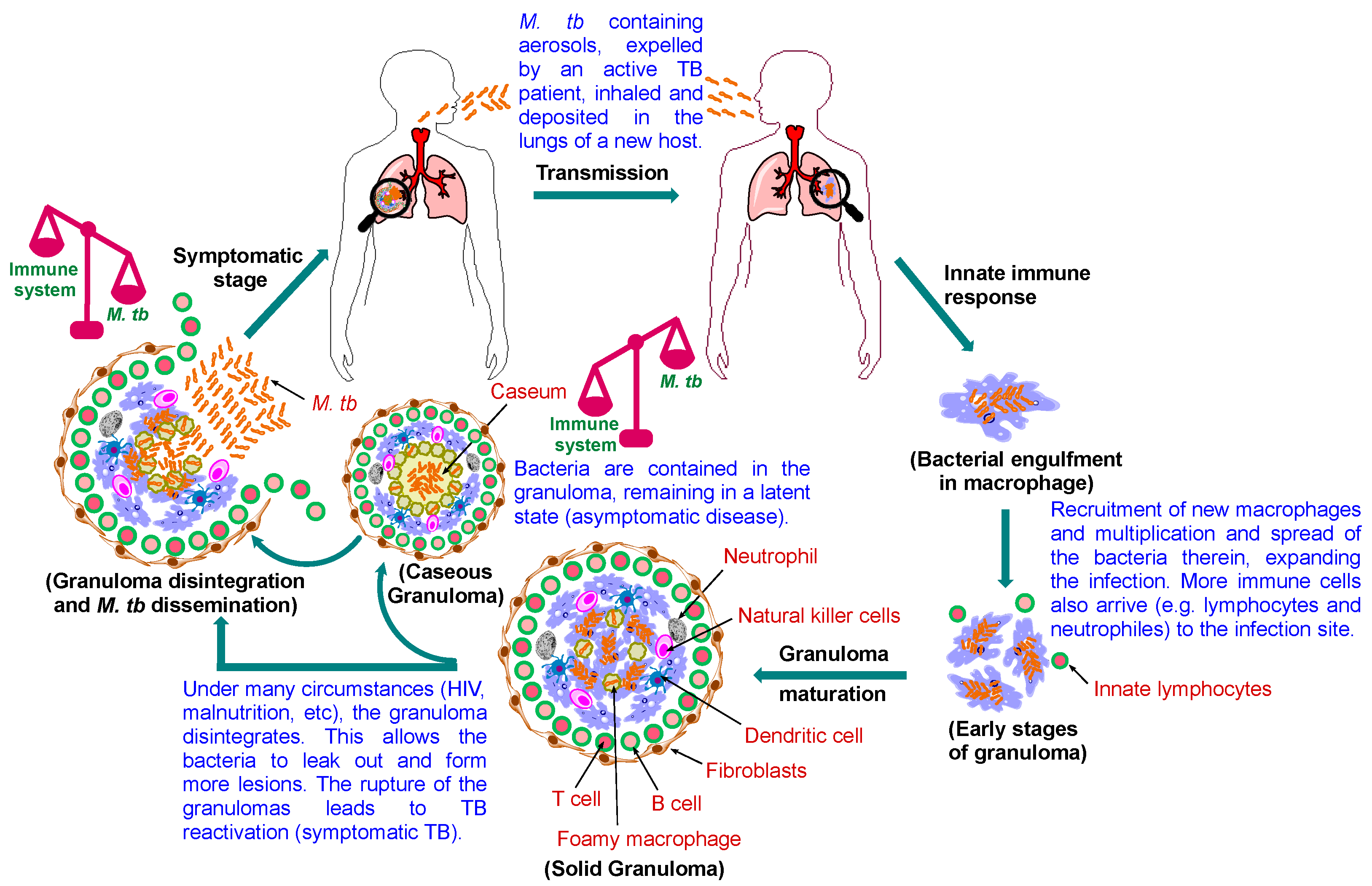 IJMS Free FullText Tuberculosis Pathogenesis, Current Treatment Regimens and New Drug Targets