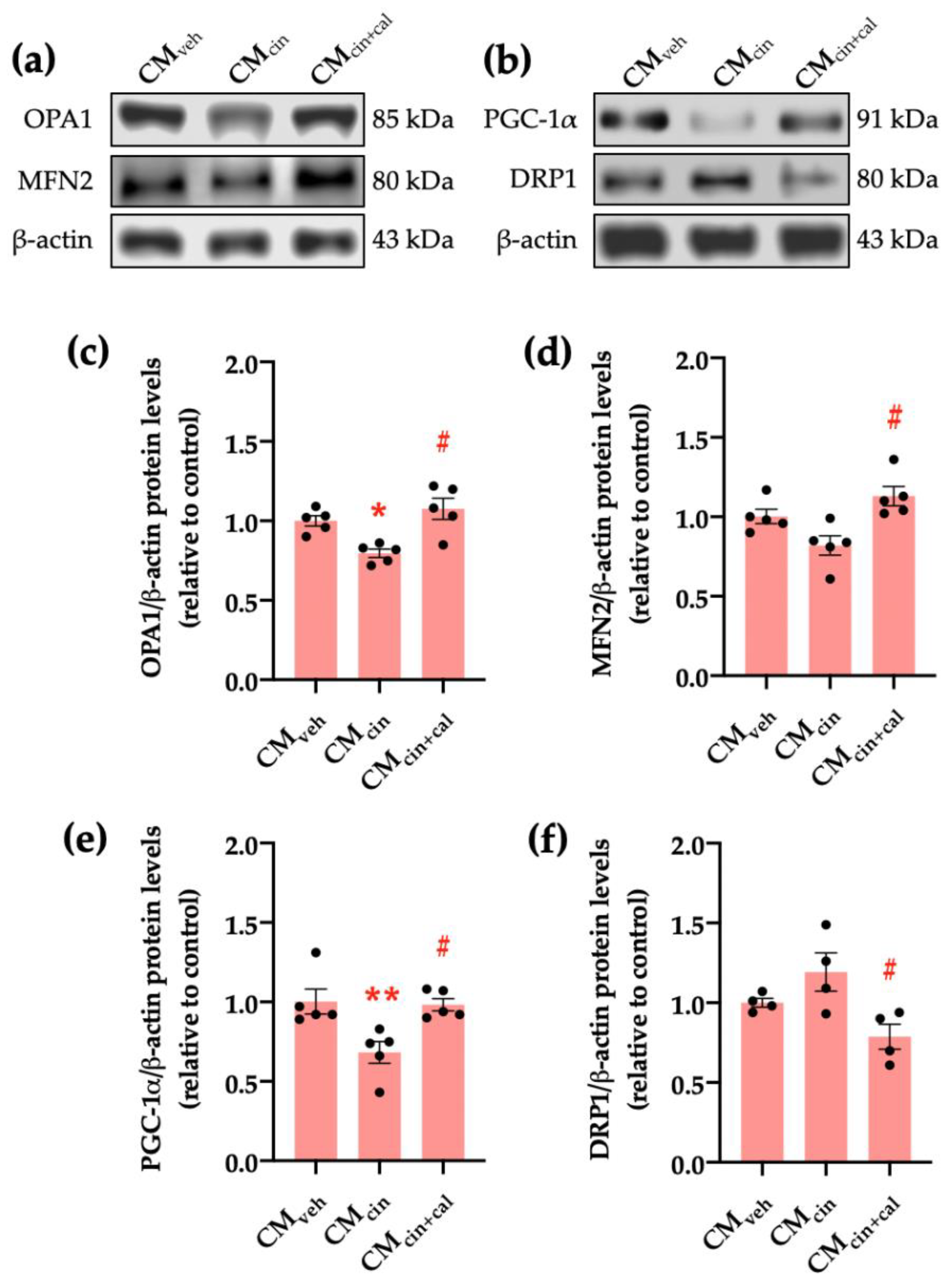 Ijms 24 05217 g006 Ijms 24 05217 g006