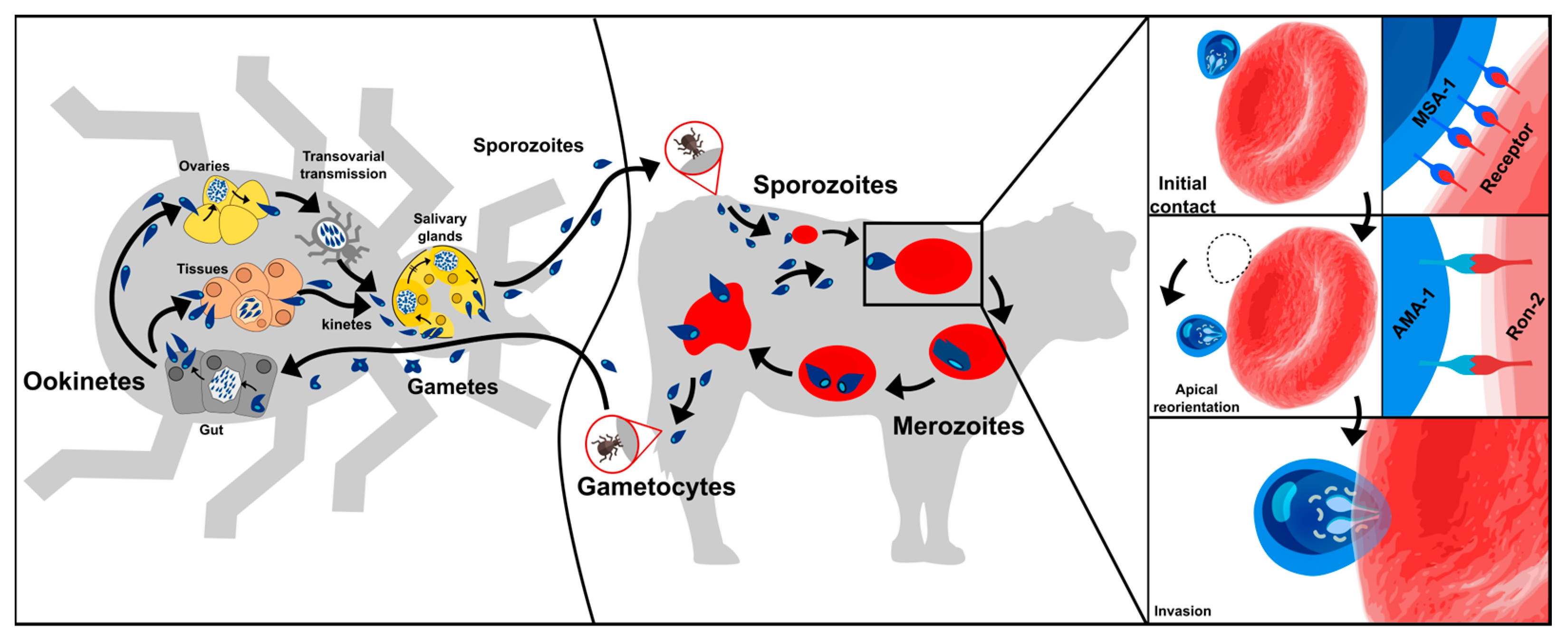 Ijms 24 05219 g001 Ijms 24 05219 g001