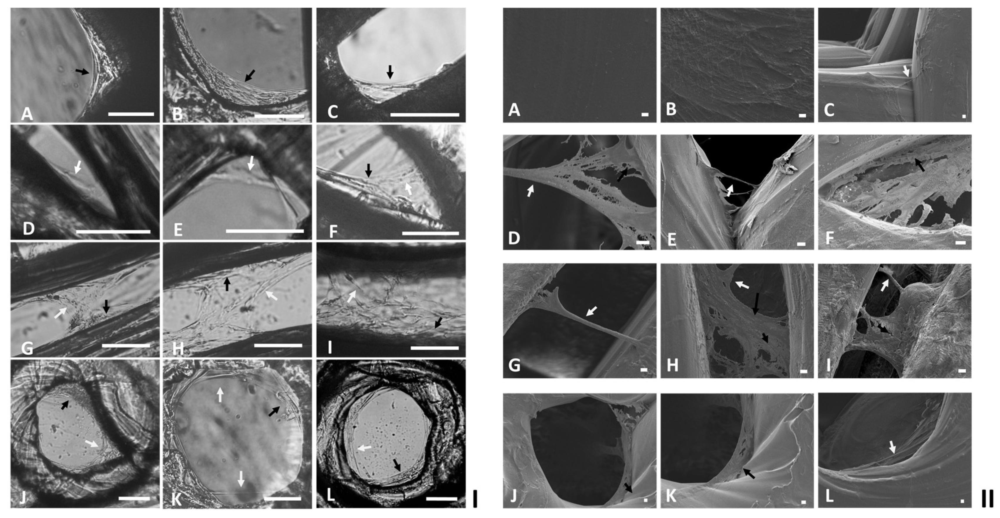 Ijms 24 05234 g006 Ijms 24 05234 g006