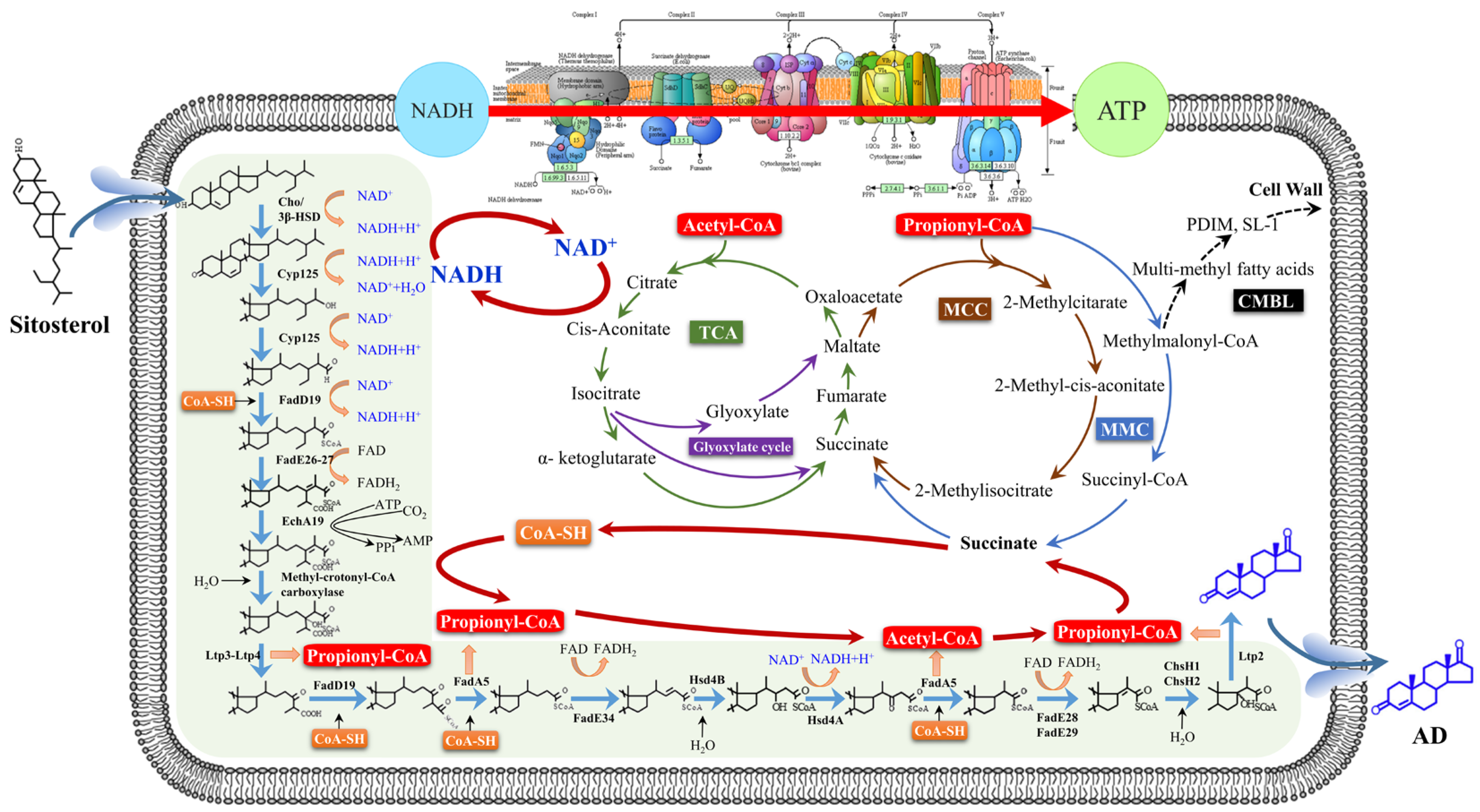 Ijms 24 05236 g002 Ijms 24 05236 g002