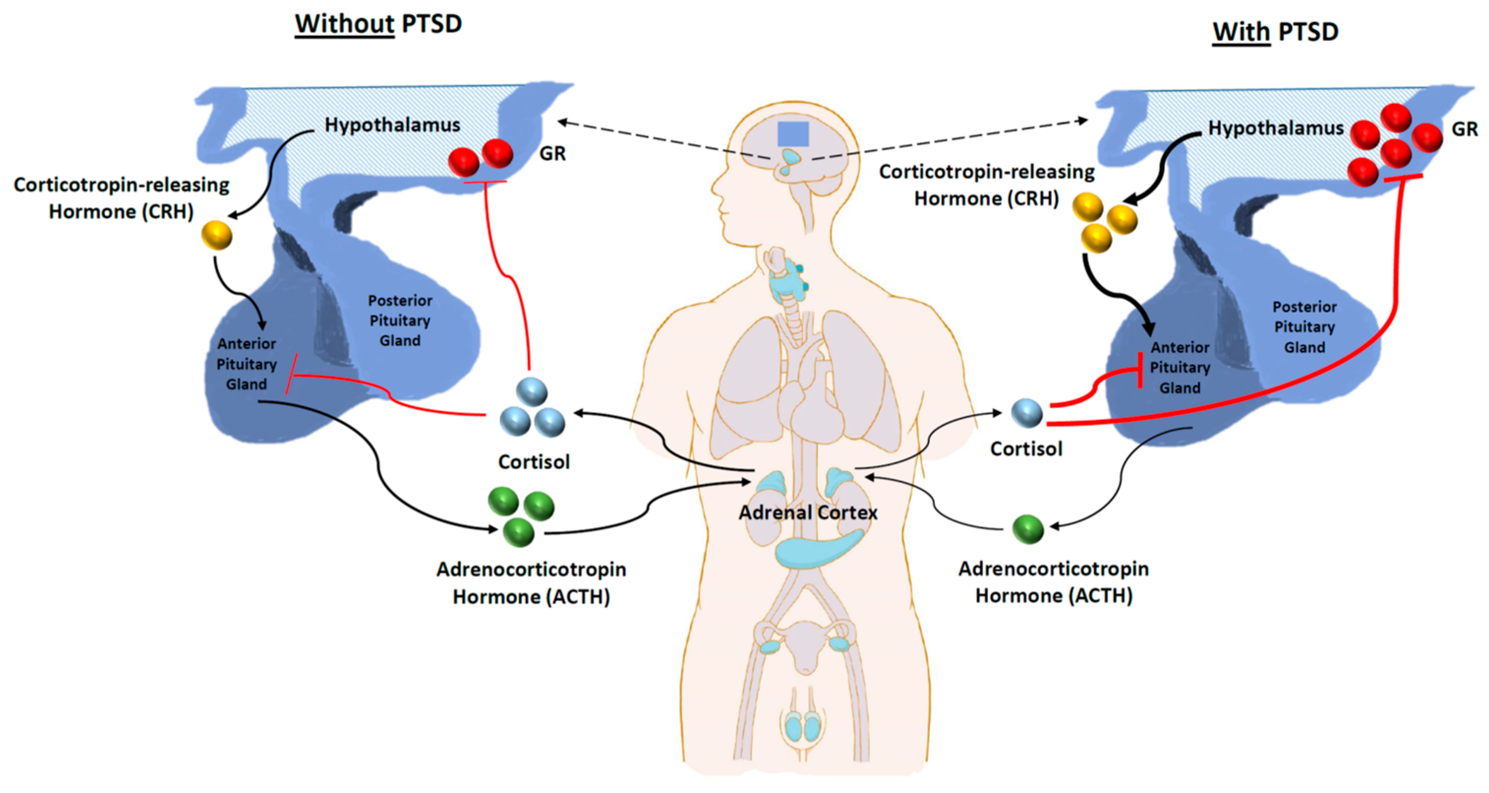 Ijms 24 05238 g002 Ijms 24 05238 g002