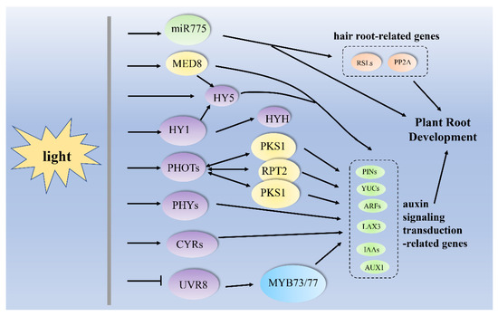 mine ‼️ 13-18 ZX636R カワサキ カスタムパーツ | バイクパーツ通販 Webike