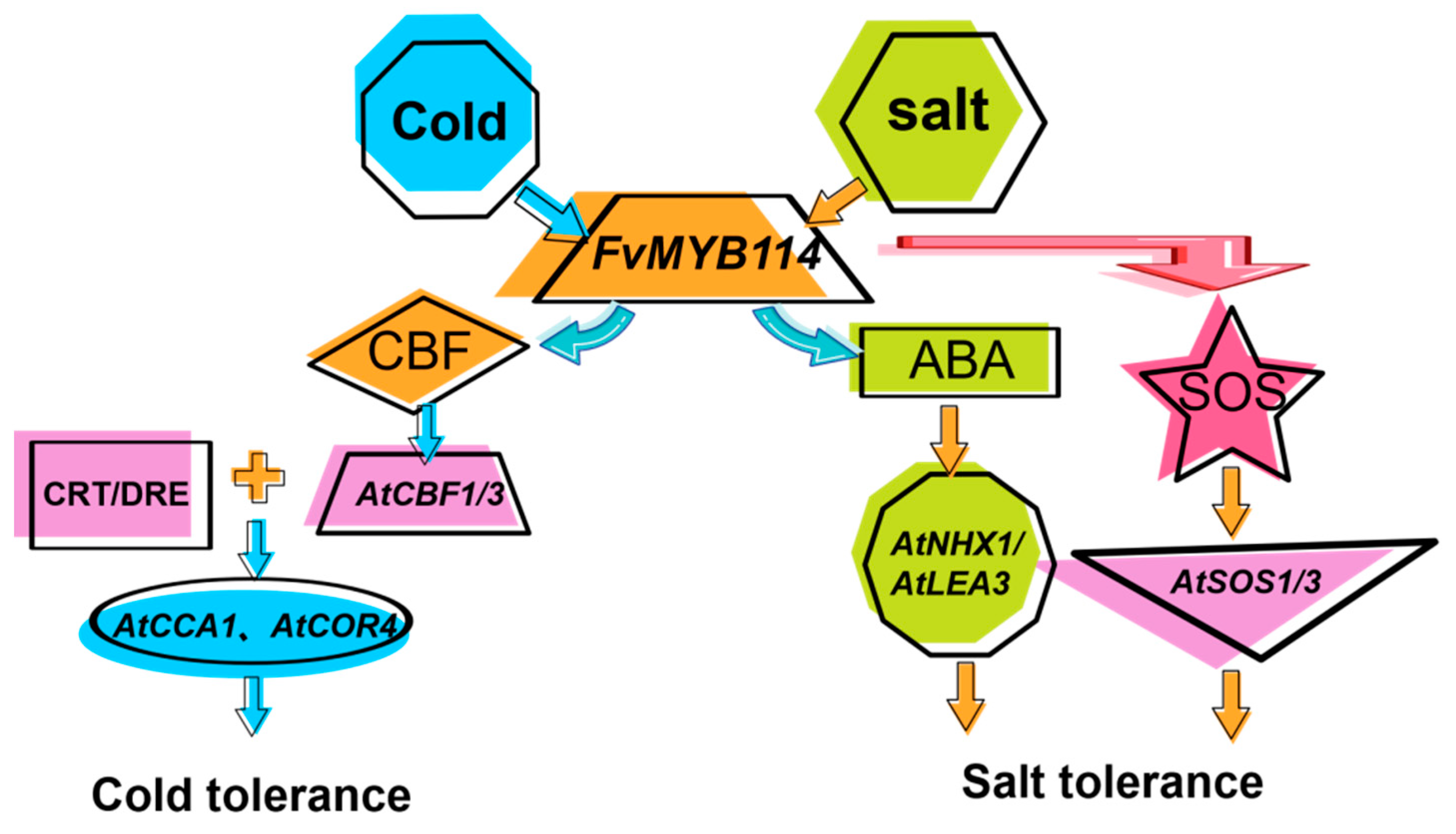 Ijms 24 05261 g011 Ijms 24 05261 g011