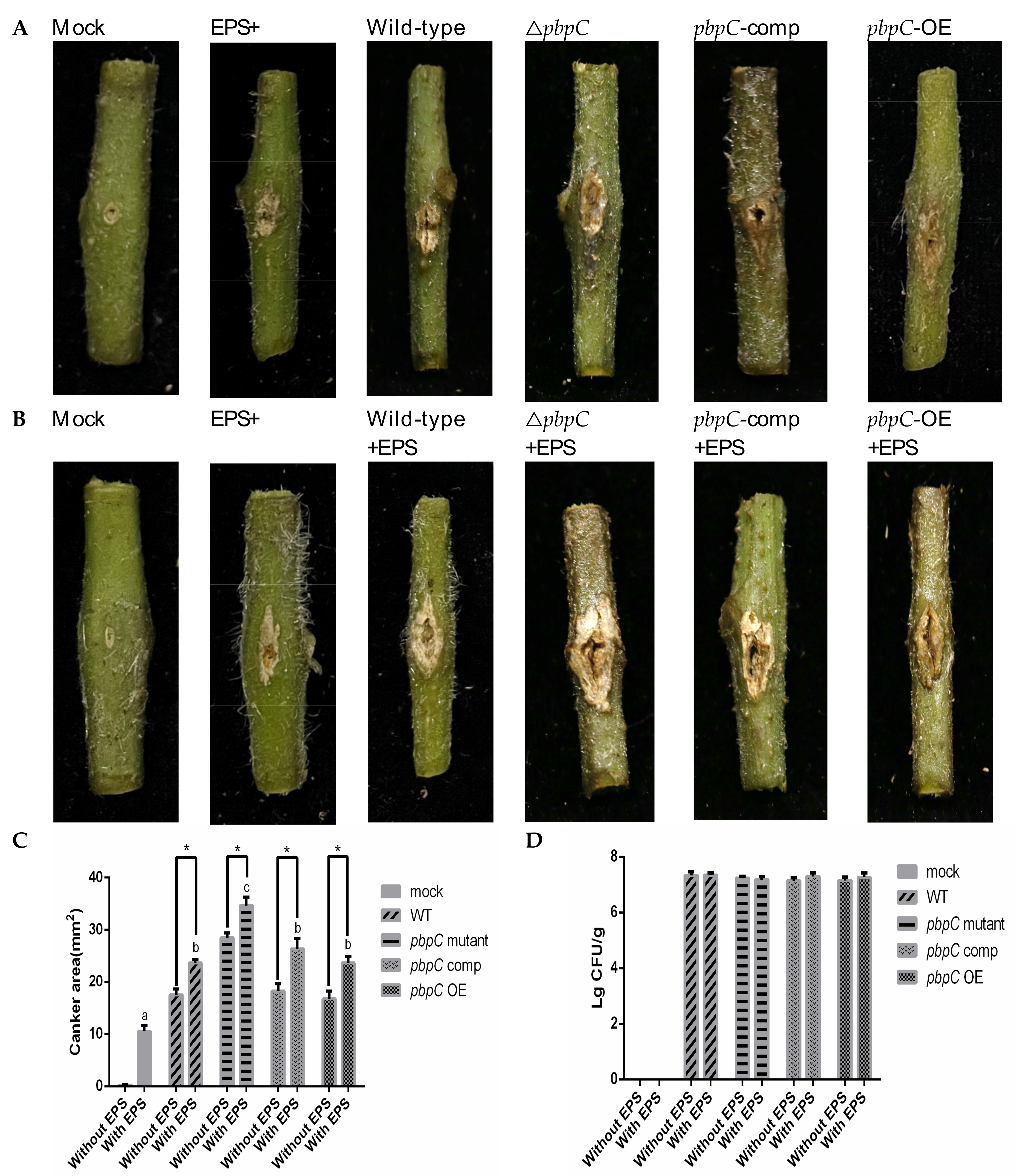 Ijms 24 05324 g007 Ijms 24 05324 g007