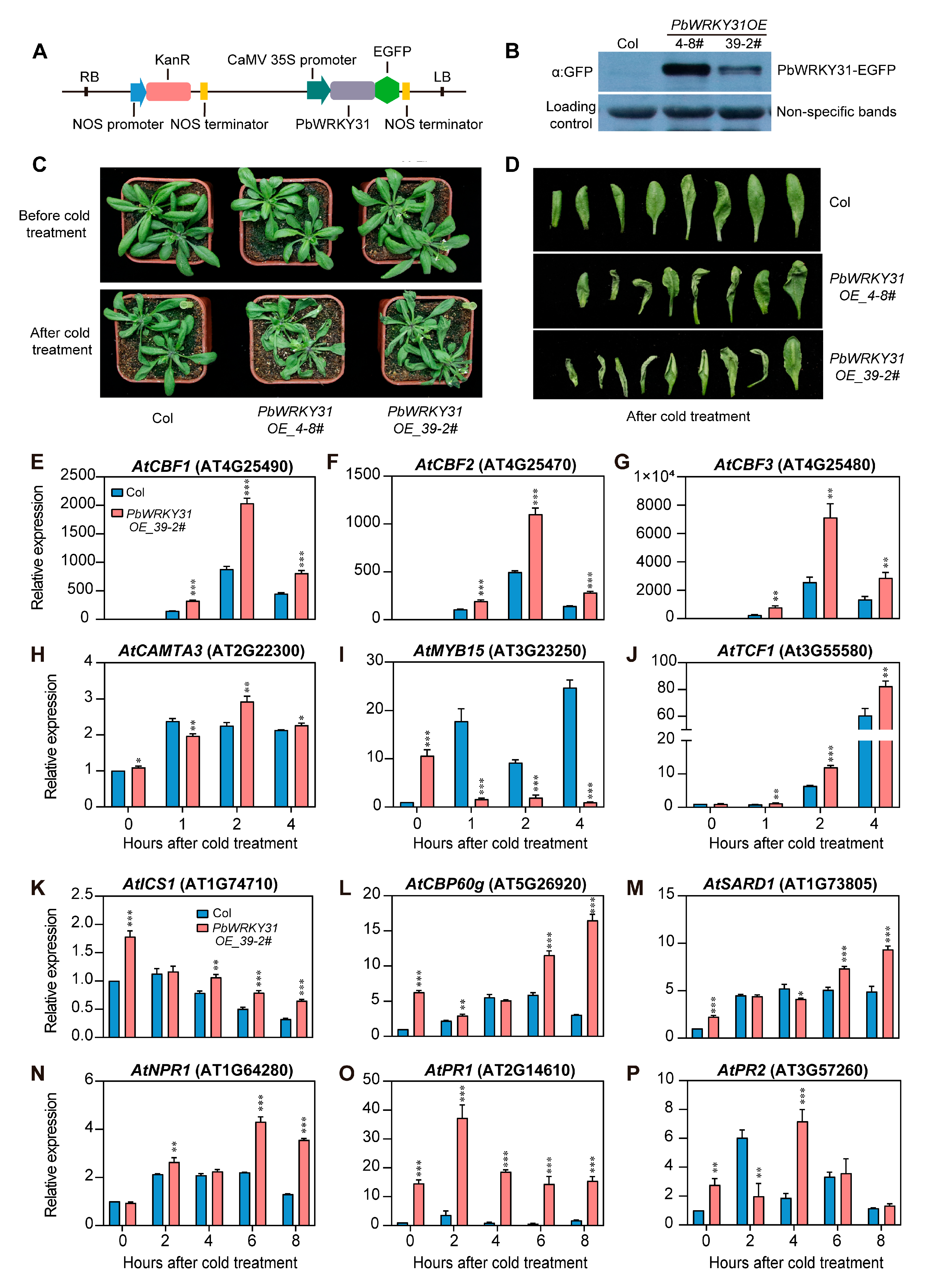 Ijms 24 05326 g009 Ijms 24 05326 g009