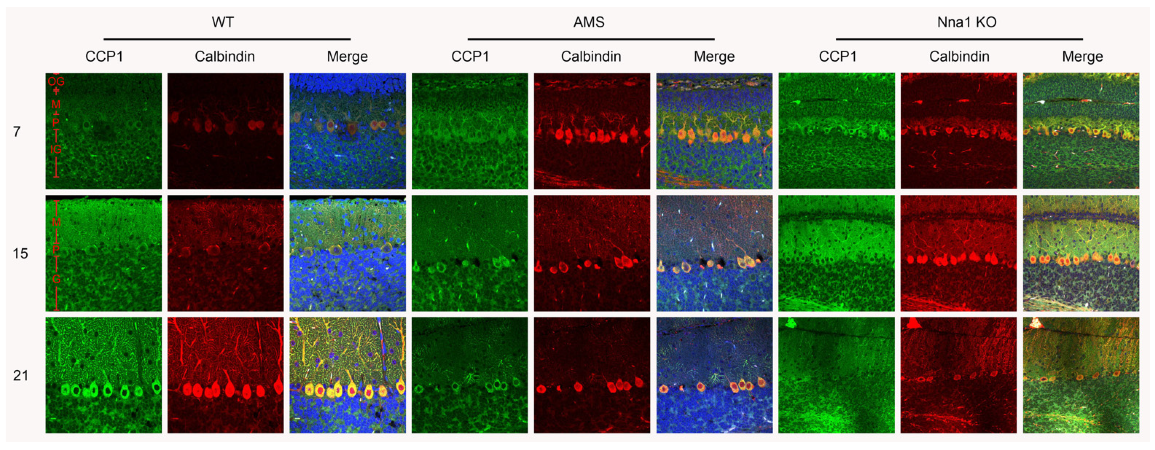 Ijms 24 05335 g002 Ijms 24 05335 g002