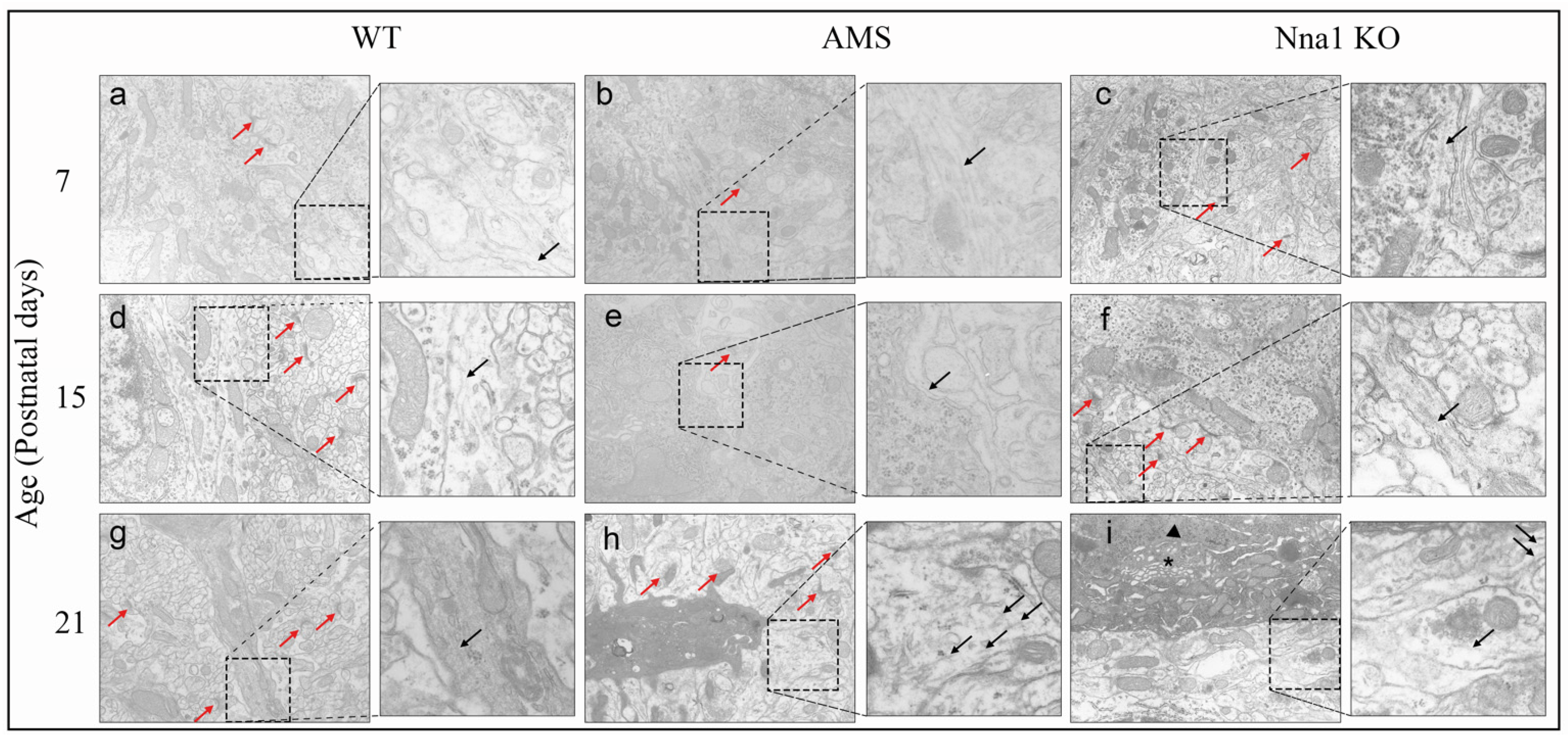 Ijms 24 05335 g004 Ijms 24 05335 g004