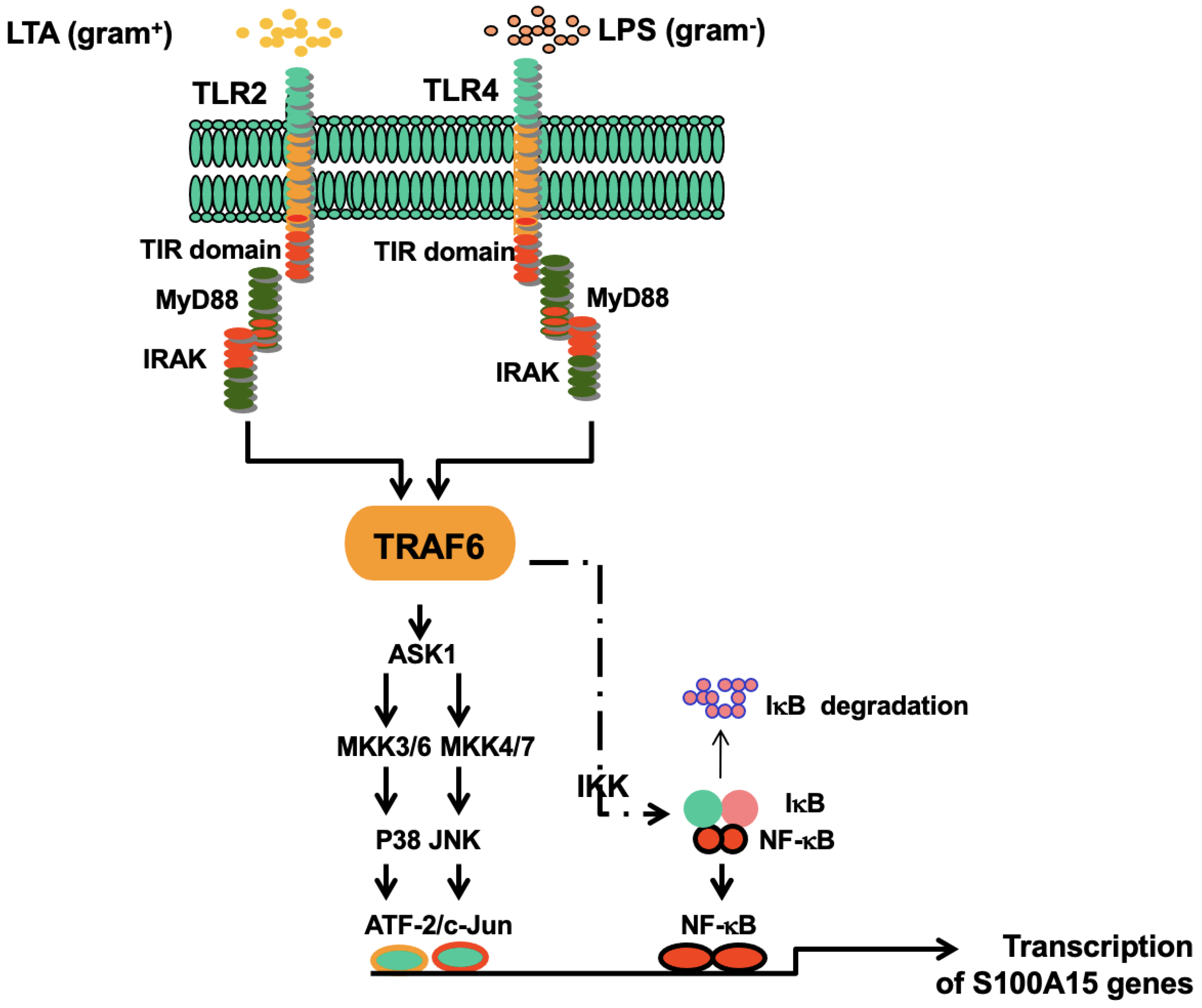 Ijms 24 05348 g008 Ijms 24 05348 g008