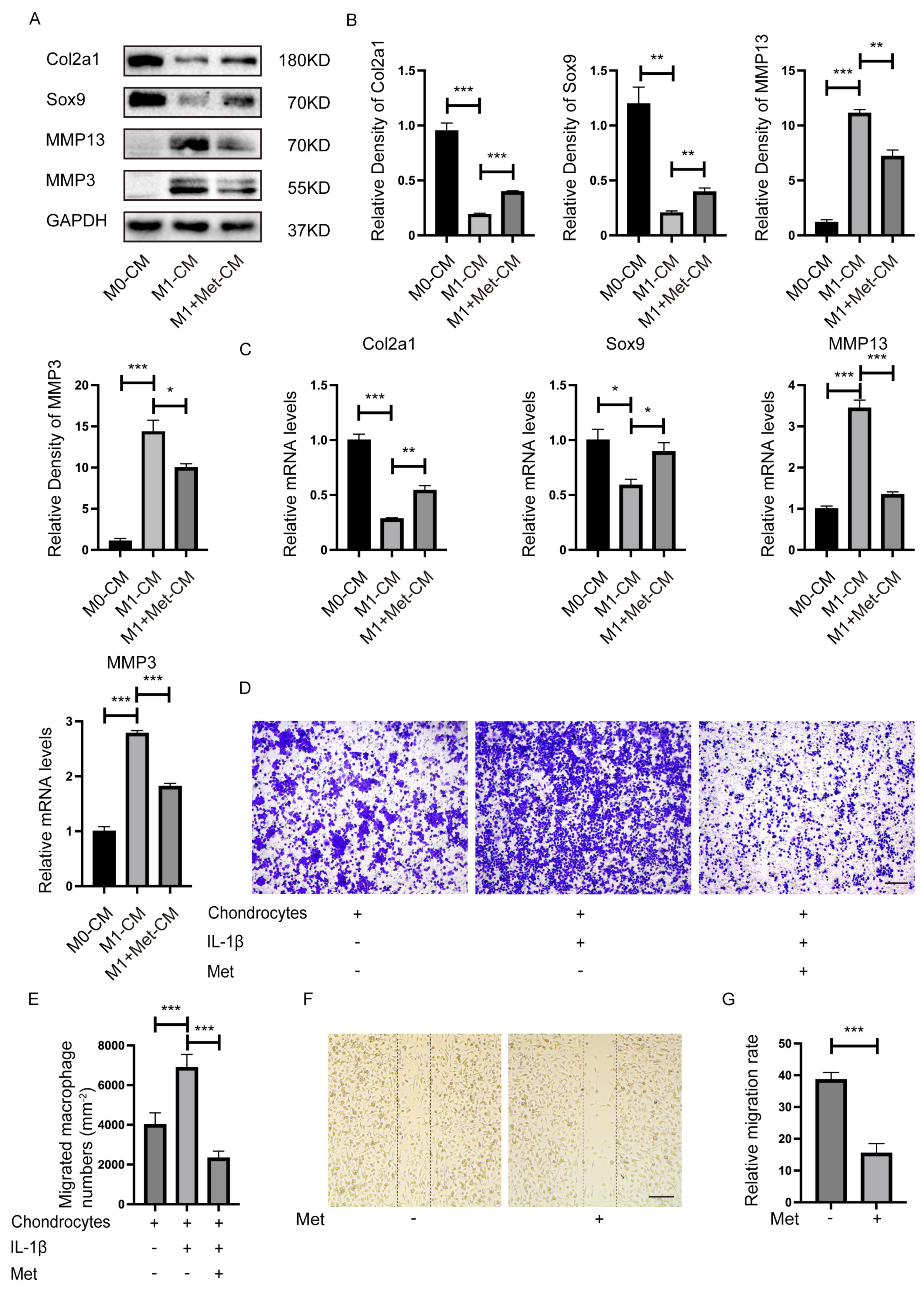 Ijms 24 05355 g003 Ijms 24 05355 g003