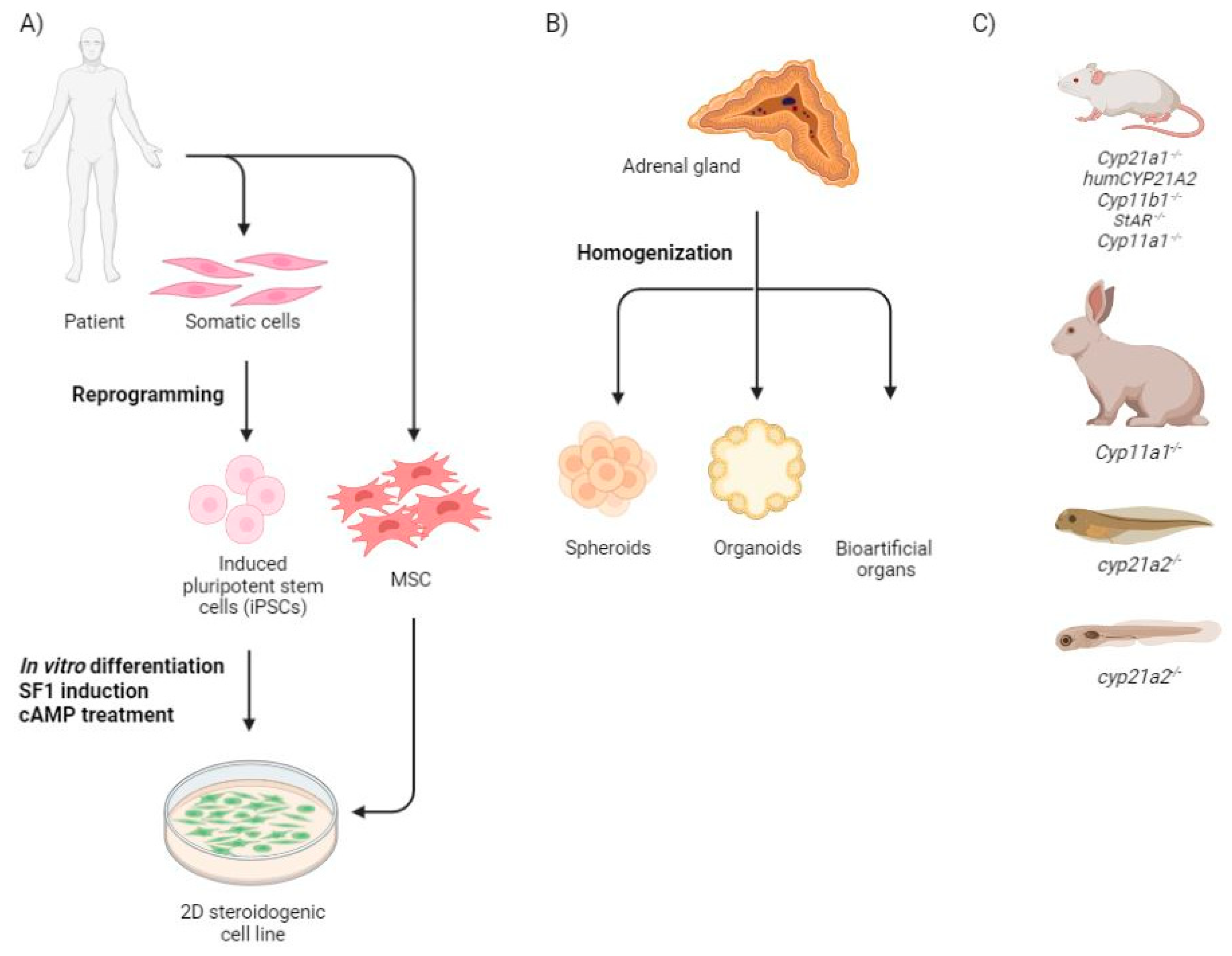Ijms 24 05365 g002 Ijms 24 05365 g002