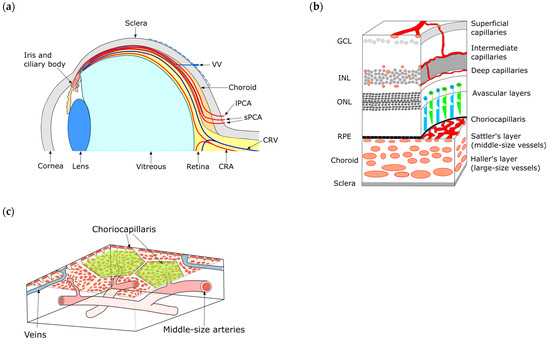 Molecular and Cellular Regulations in the Development of the