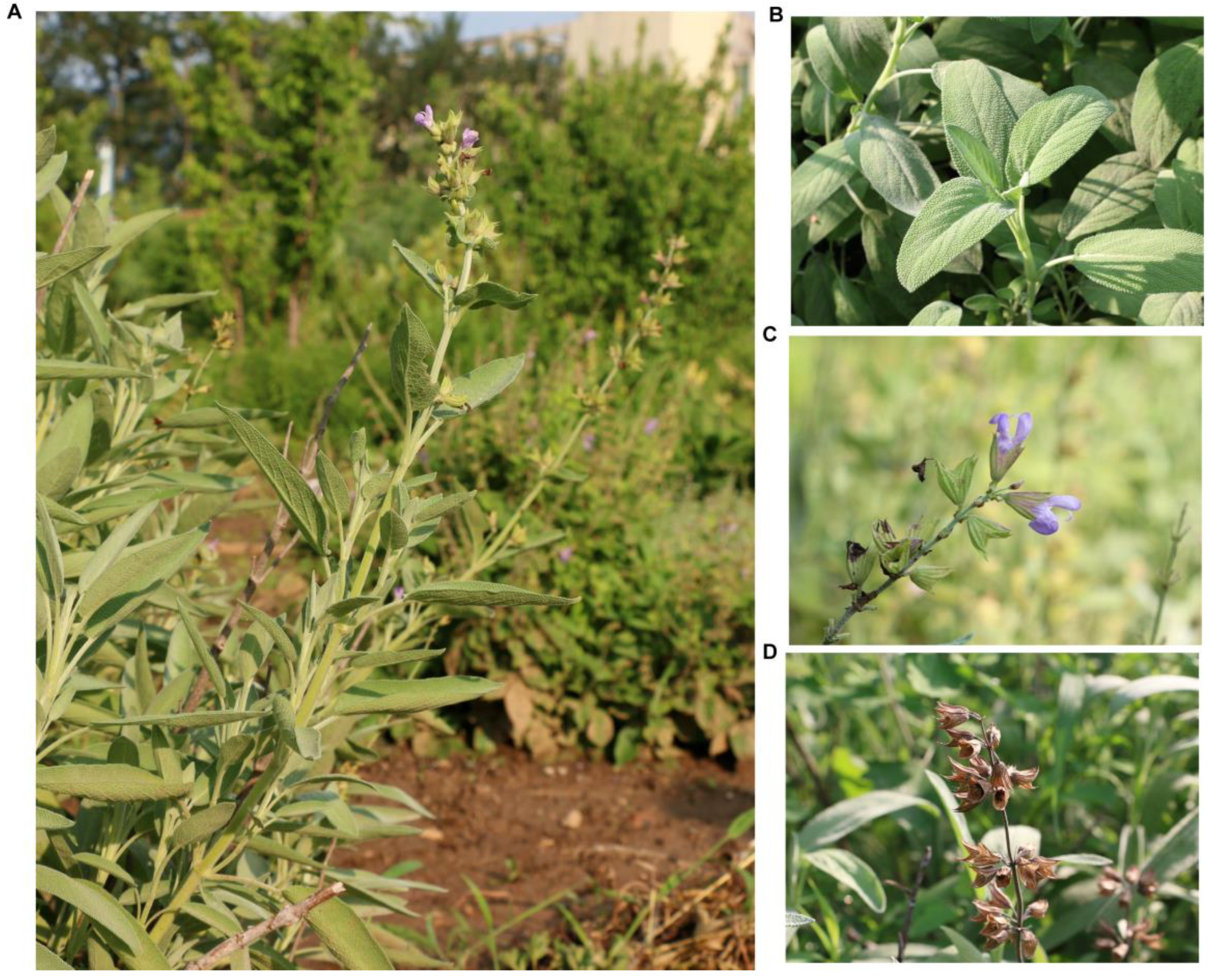 Ijms 24 05372 g001 Ijms 24 05372 g001