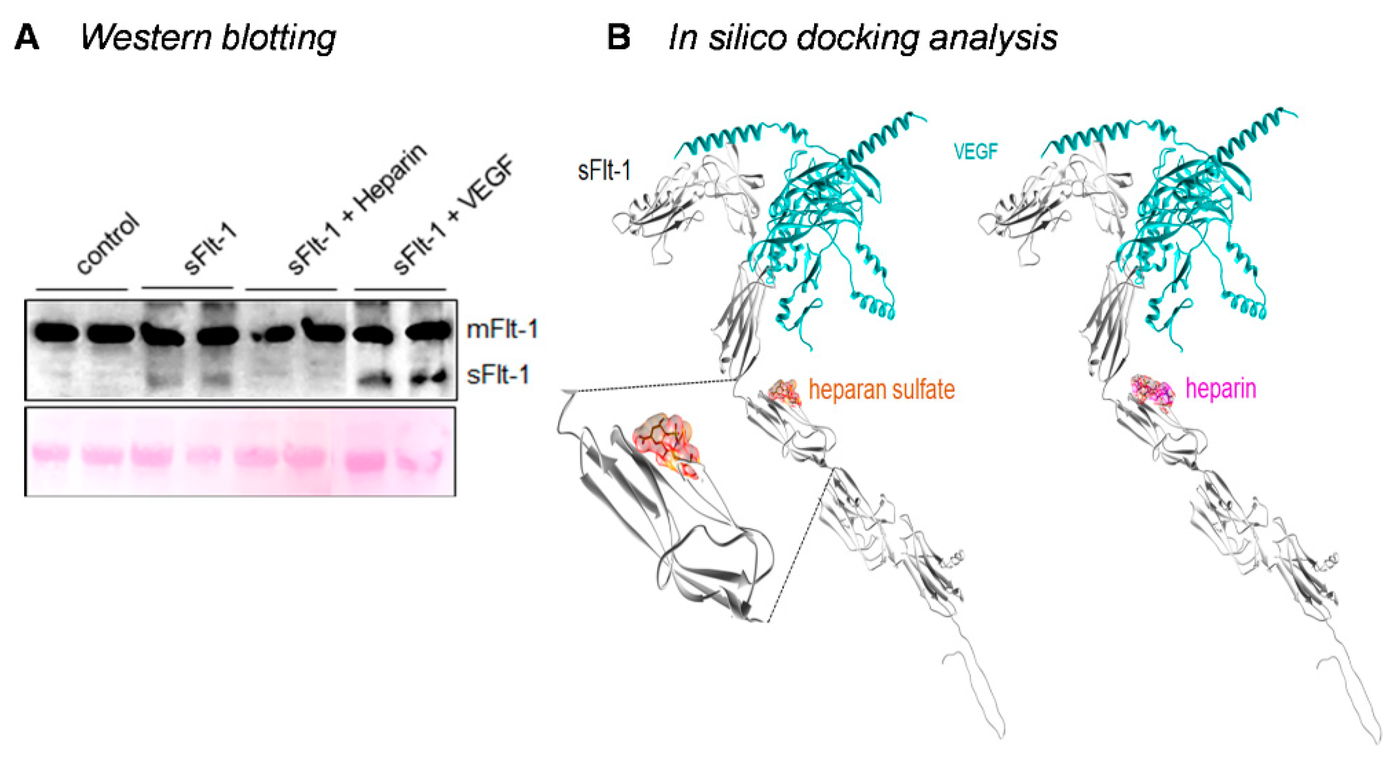 Ijms 24 05380 g004 Ijms 24 05380 g004