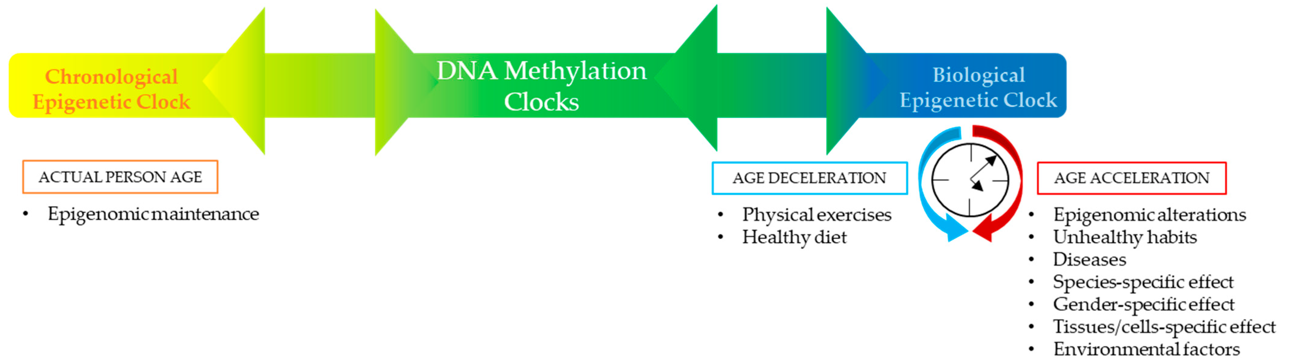 IJMS Free FullText Forensic Age Estimation through a DNA
