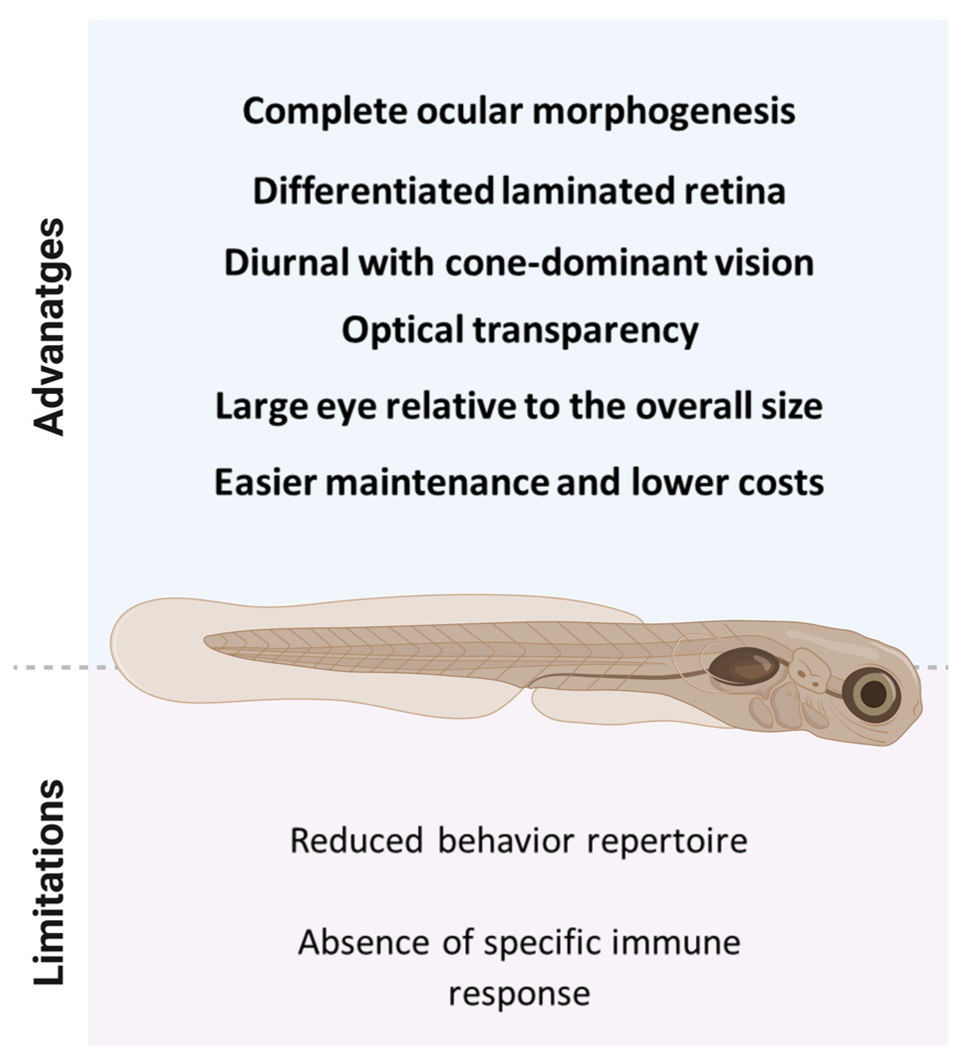 IJMS | Free Full-Text | An Overview towards Zebrafish Larvae as a 