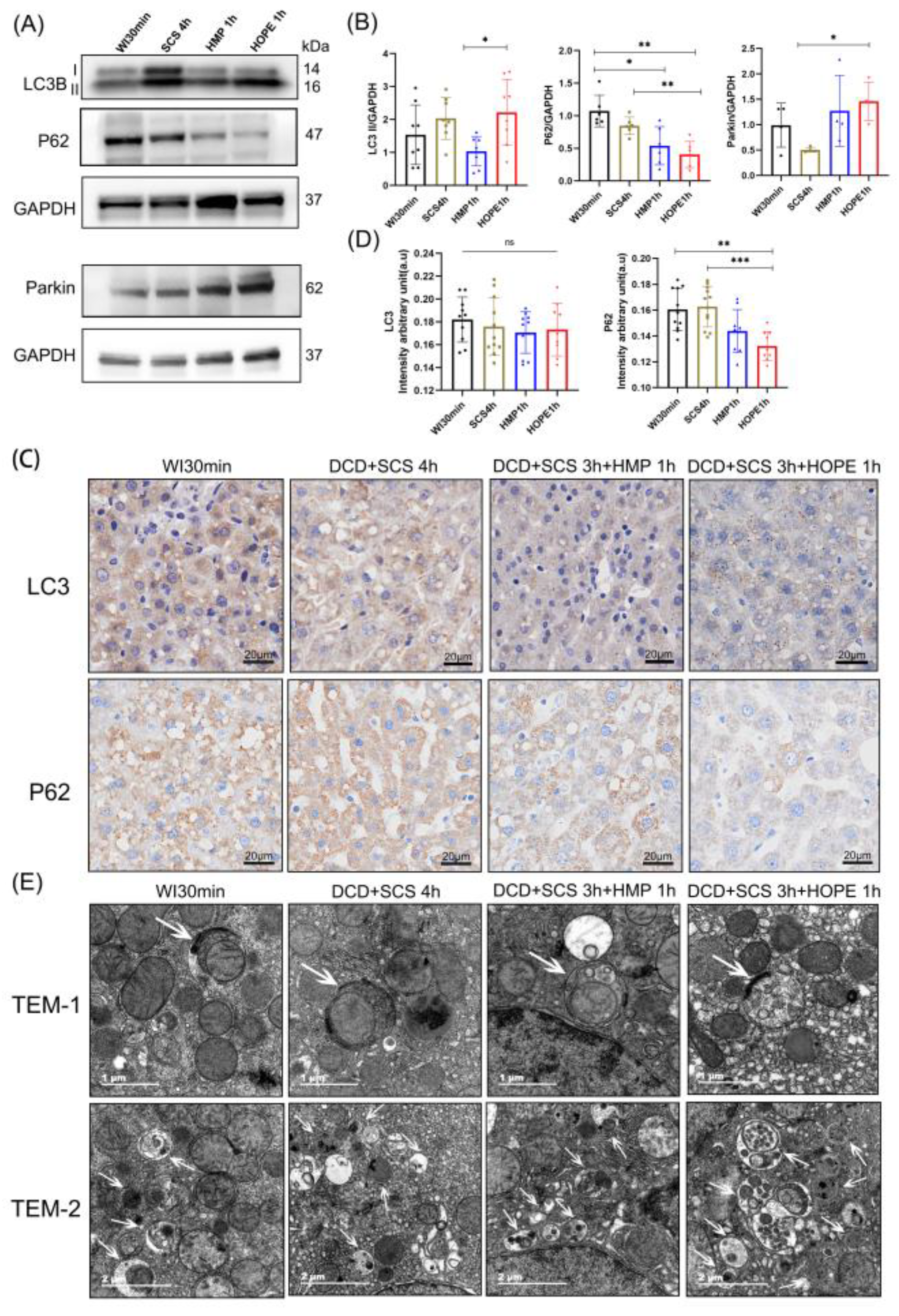 Ijms 24 05403 g005 Ijms 24 05403 g005