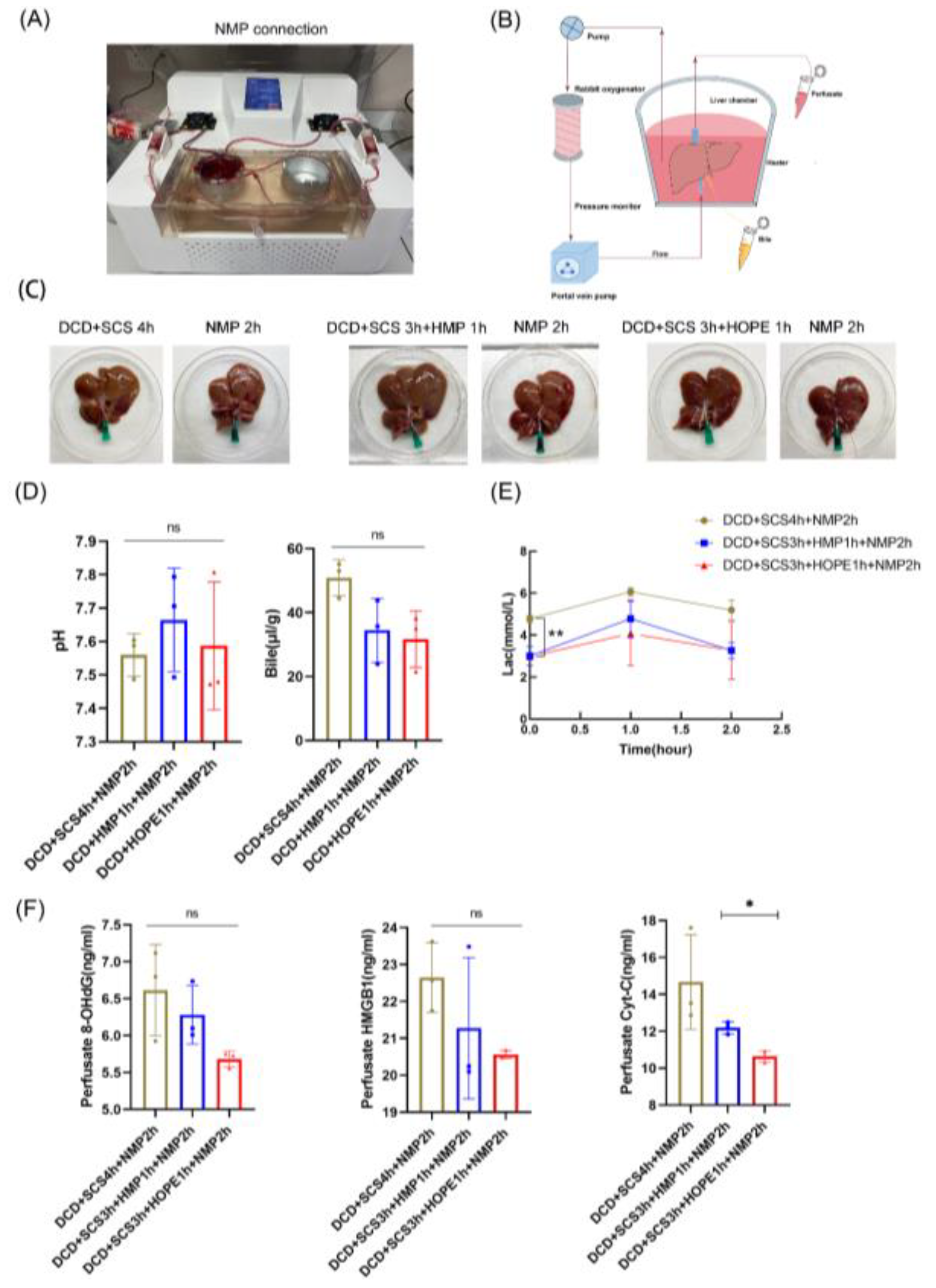 Ijms 24 05403 g007 Ijms 24 05403 g007