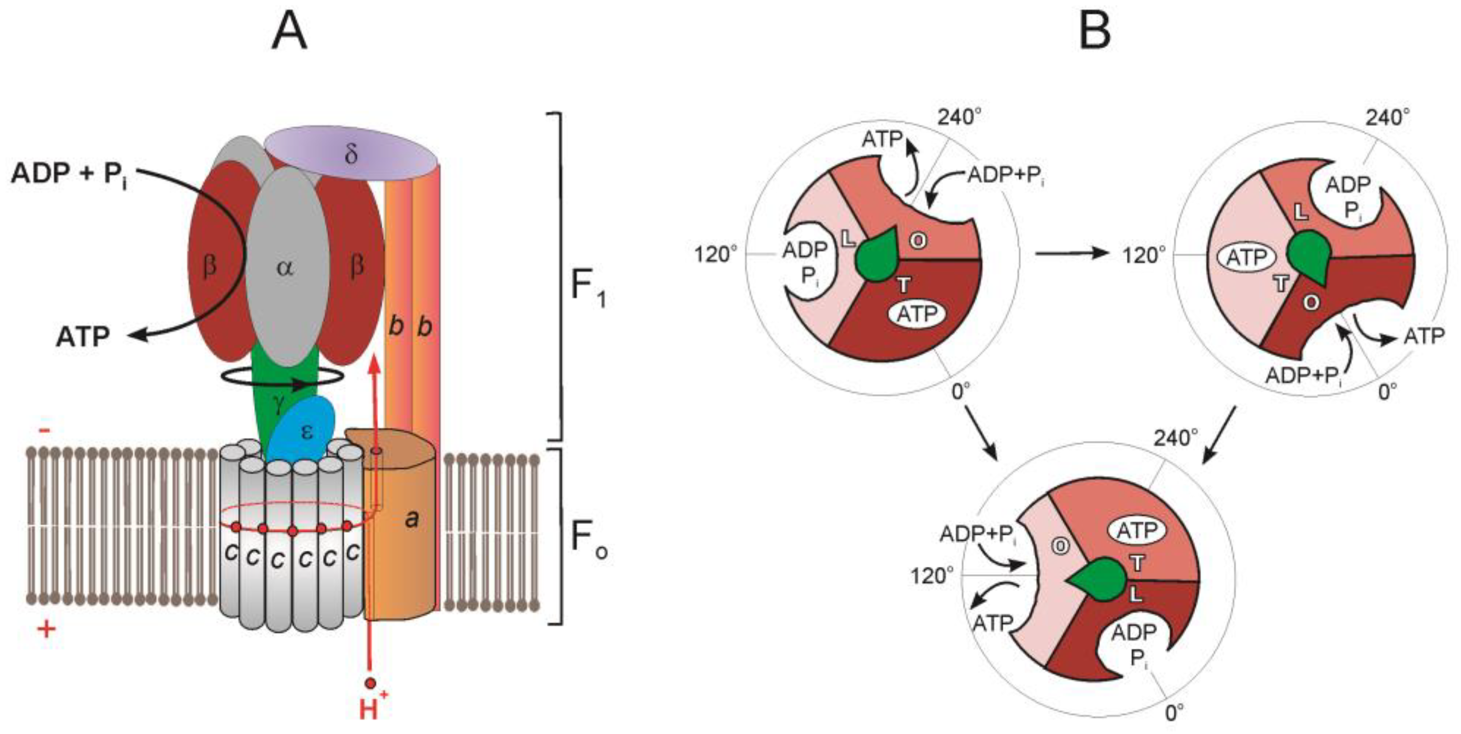 Free energy profiles for the F o rotation in hydrolysis and synthesis... |  Download Scientific Diagram