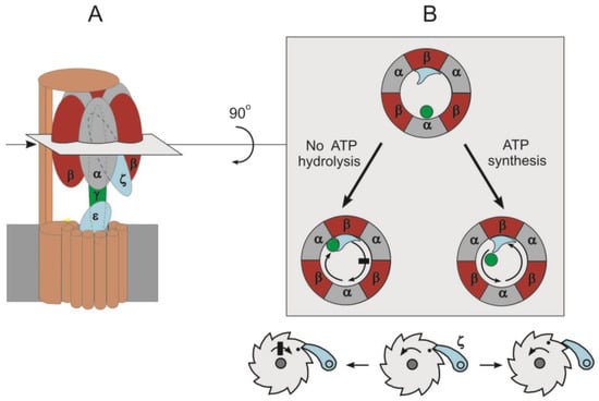 The regulation mechanism of ATP synthesis and hydrolysis unique to  photosynthetic organisms. | Laboratory for Chemistry and Life Science  Institute of Innovative Research | TOKYO INSTITUTE OF TECHNOLOGY