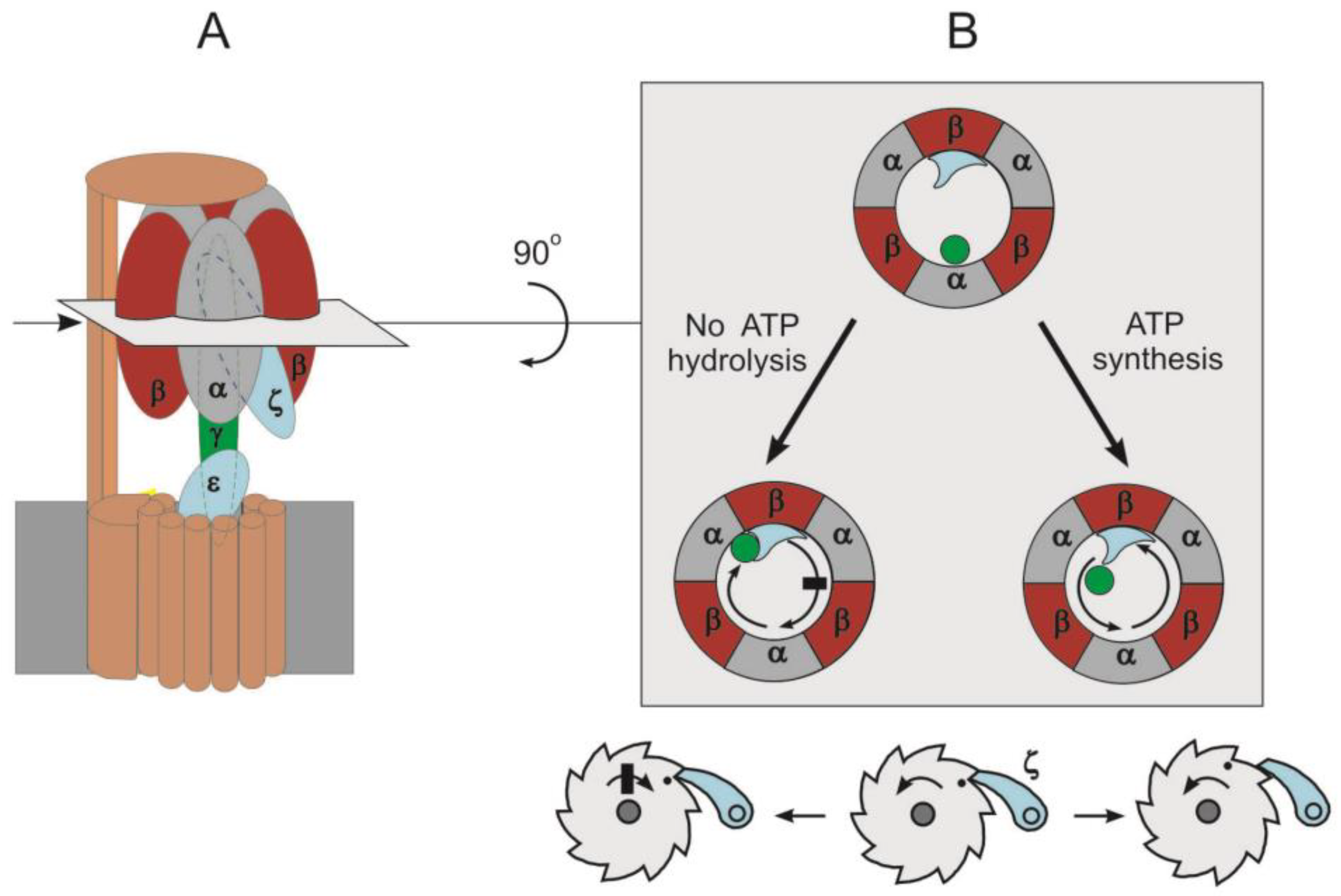Frontiers | CryoEM Reveals the Complexity and Diversity of ATP Synthases