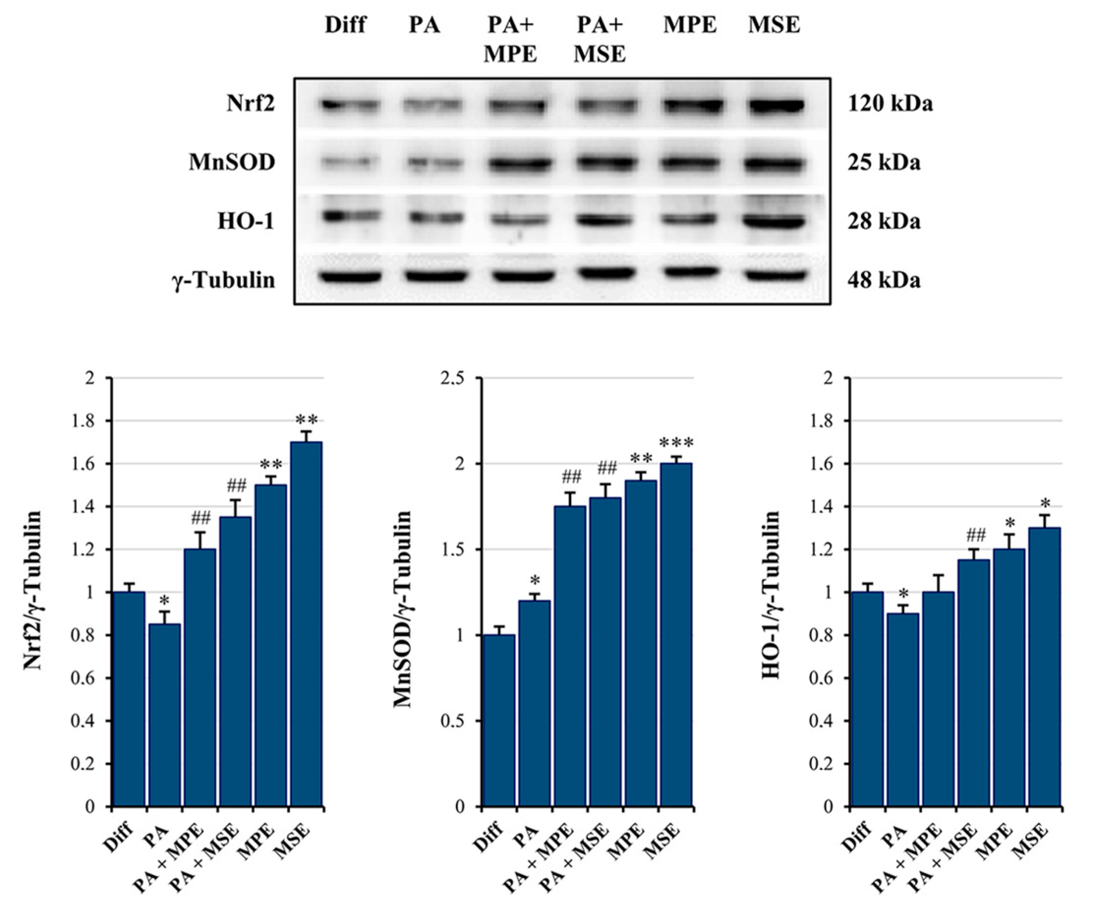 Ijms 24 05419 g008 Ijms 24 05419 g008