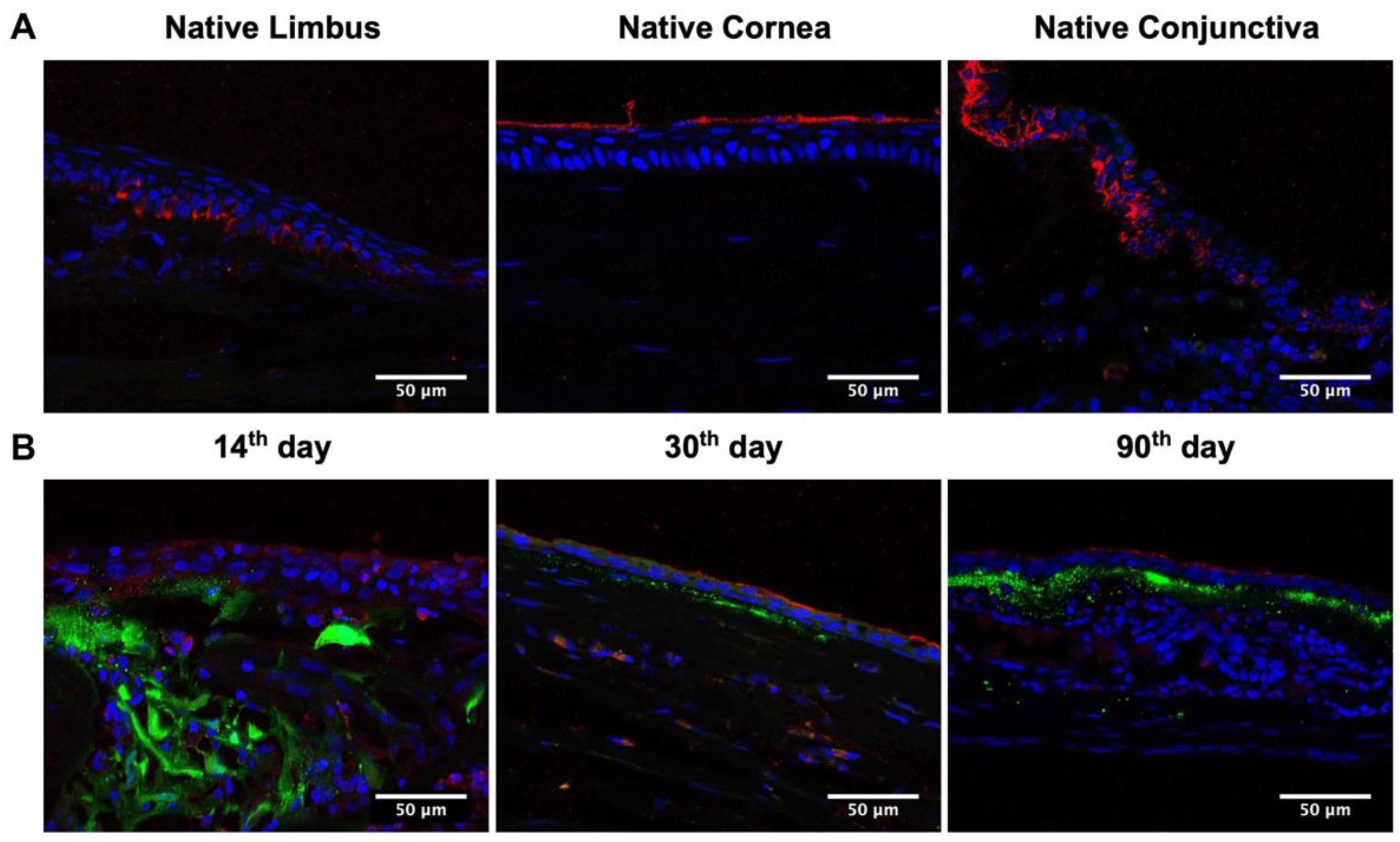 Ijms 24 05431 g005 Ijms 24 05431 g005