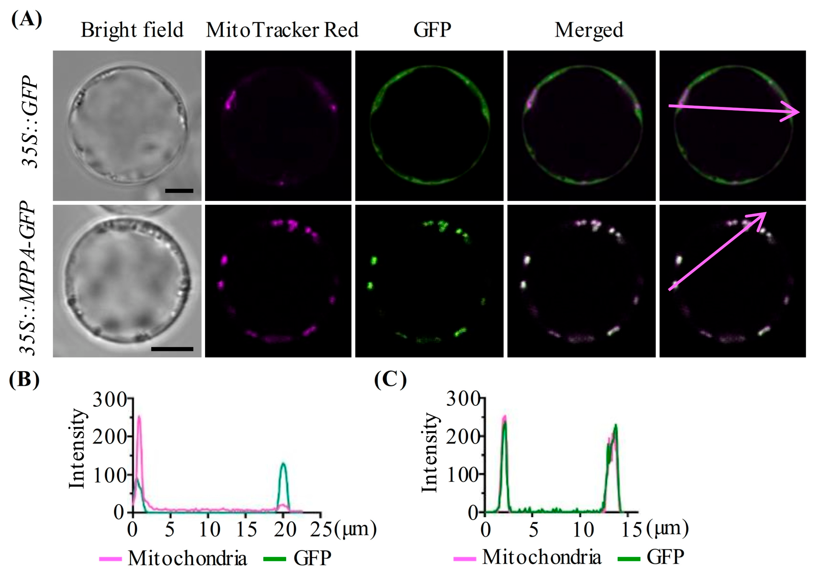 Ijms 24 05442 g002 Ijms 24 05442 g002