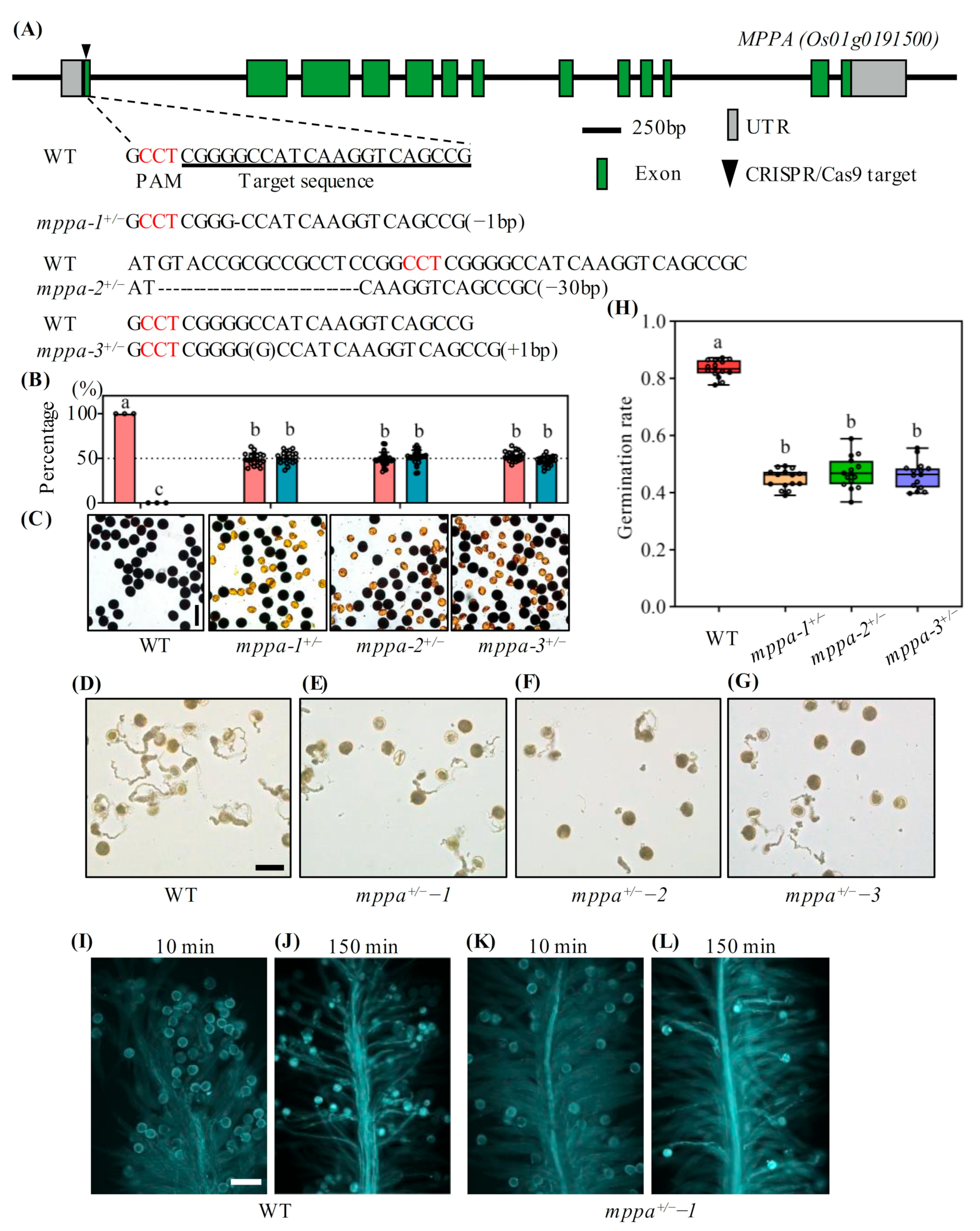 Ijms 24 05442 g003 Ijms 24 05442 g003