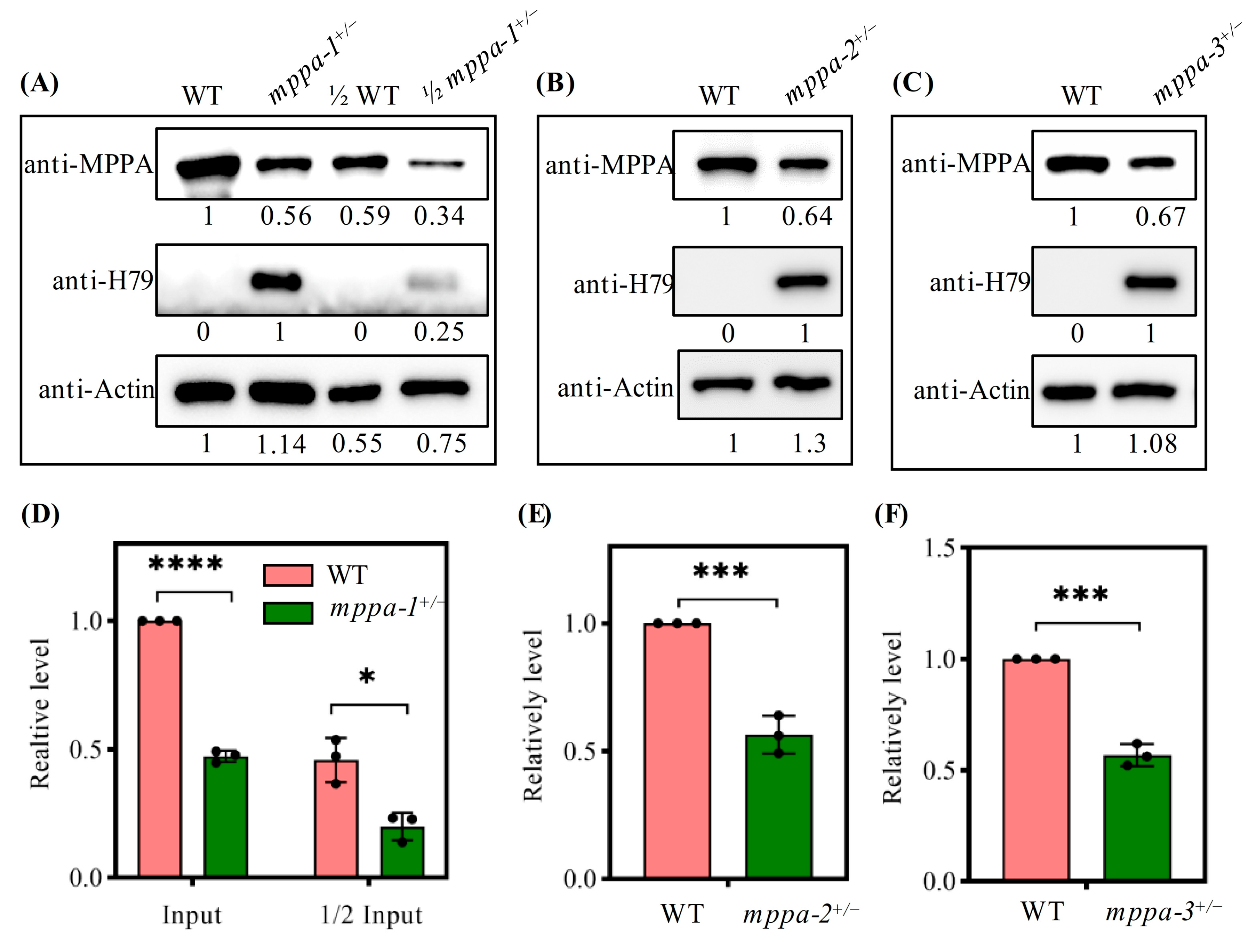 Ijms 24 05442 g004 Ijms 24 05442 g004