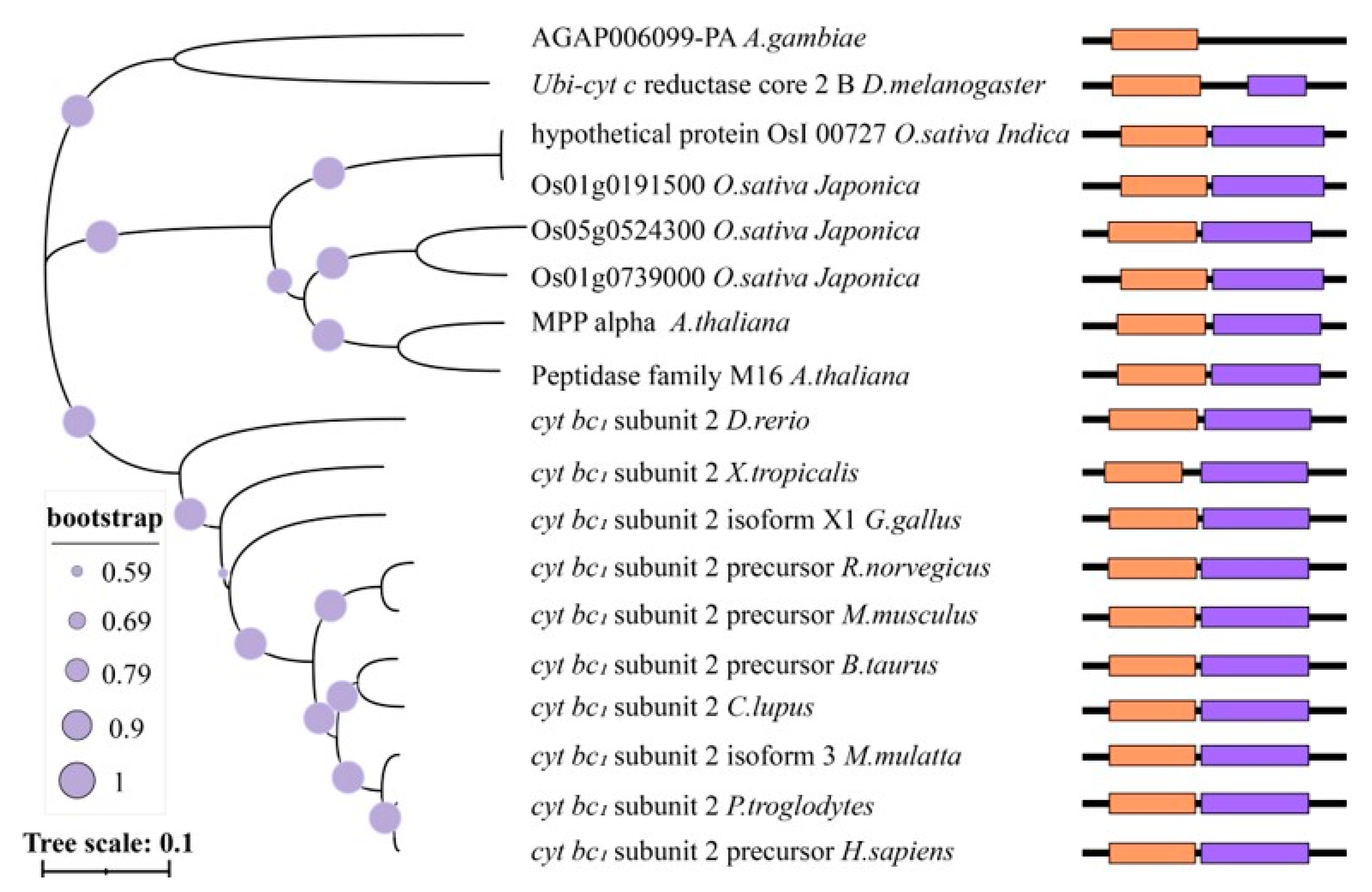 Ijms 24 05442 g005 Ijms 24 05442 g005
